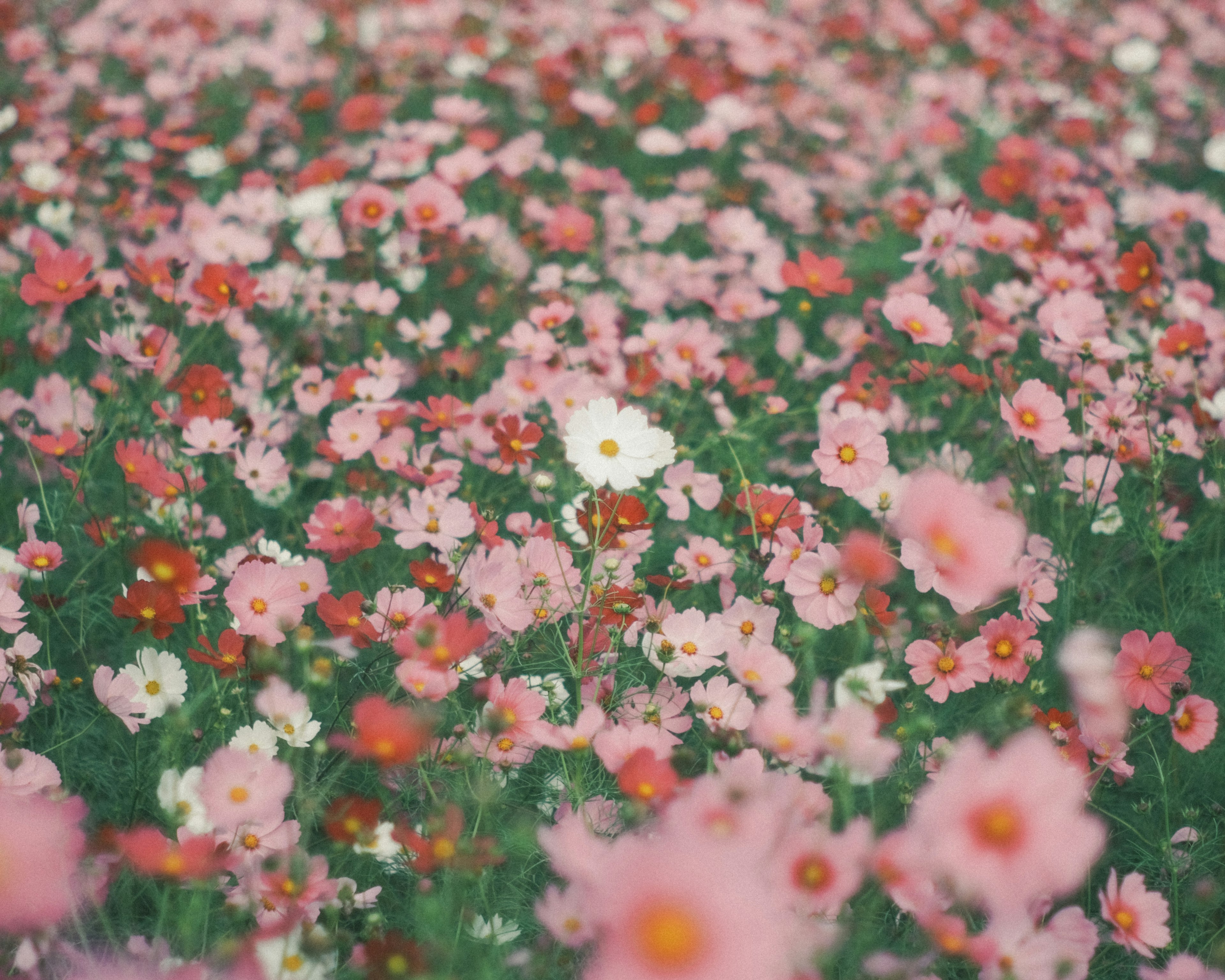 色とりどりの花々に囲まれた白い花が目立つ風景