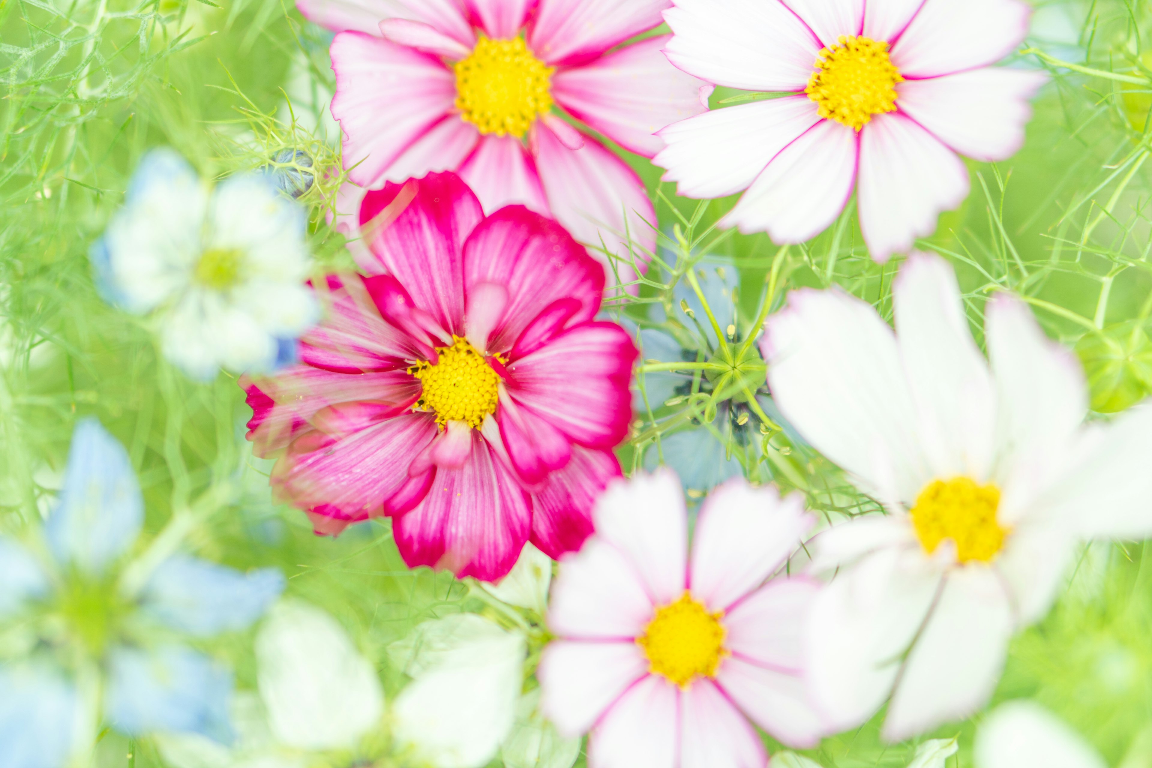 Fiori colorati che sbocciano in un morbido sfocato