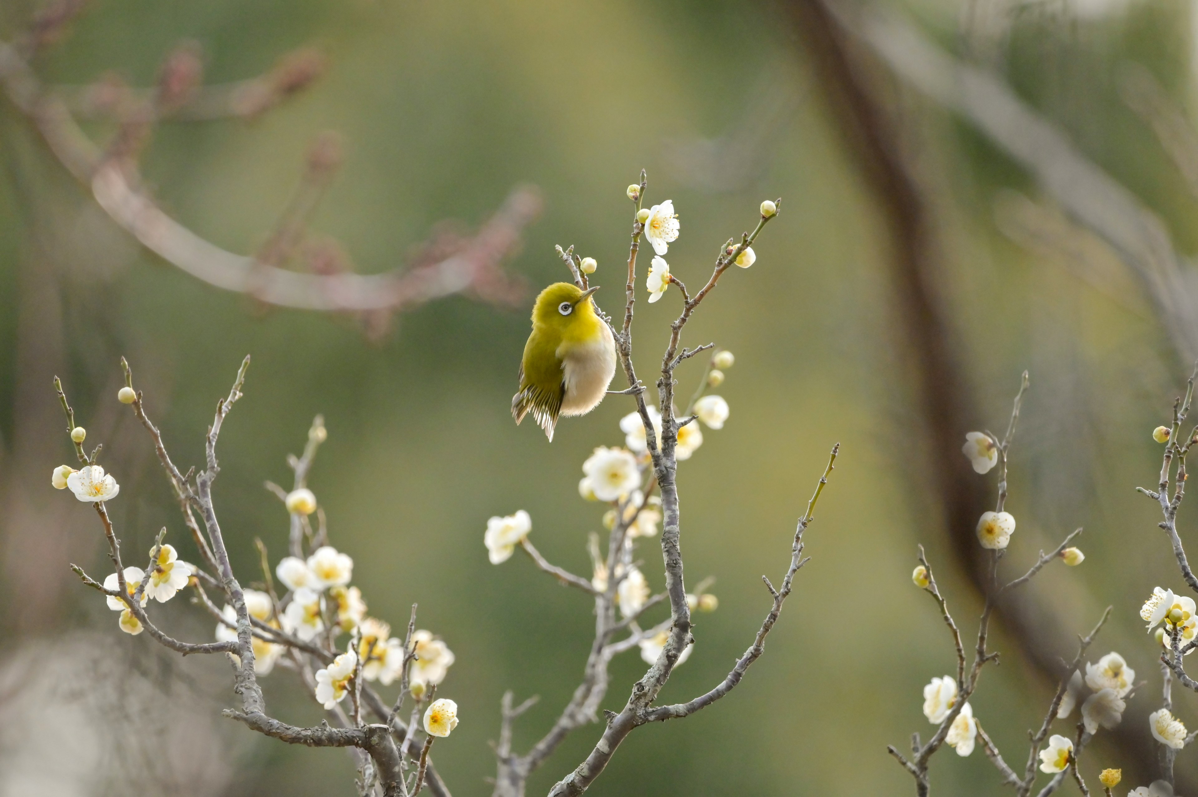 Ein kleiner grüner Vogel, der auf Ästen mit weißen Blumen sitzt