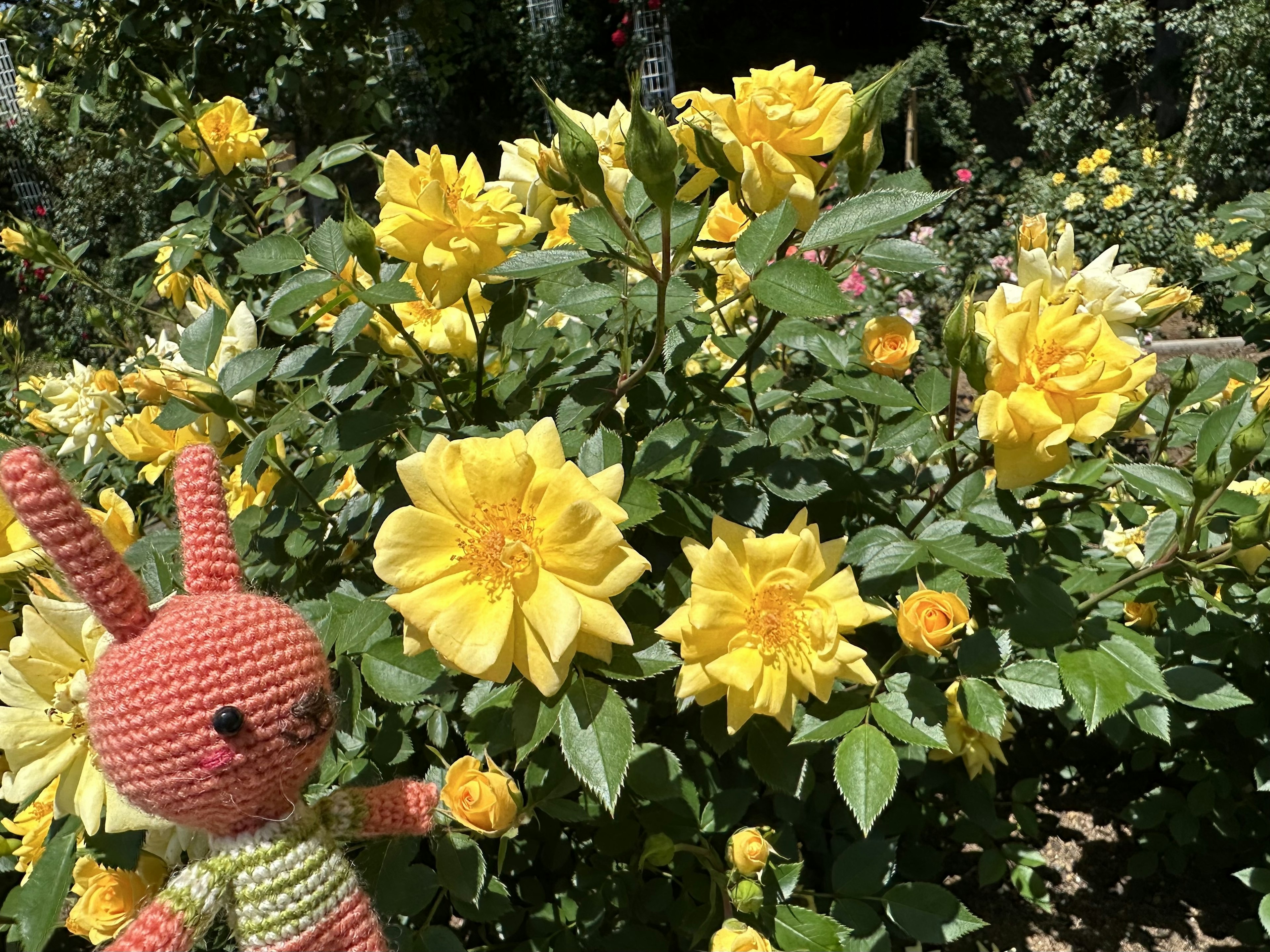 A crochet bunny toy beside vibrant yellow roses