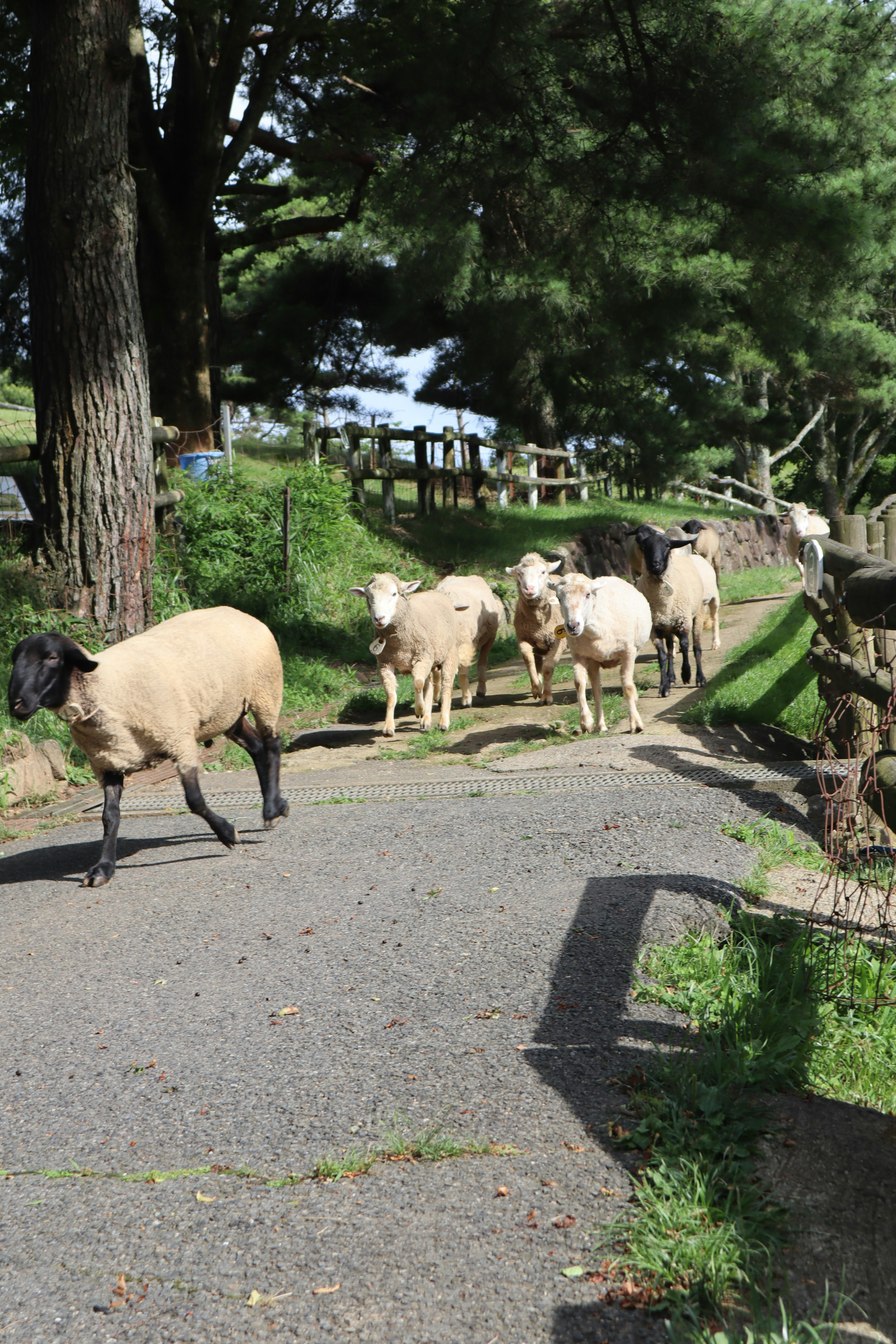 Un groupe de moutons marchant le long d'un chemin entouré d'arbres et d'une clôture