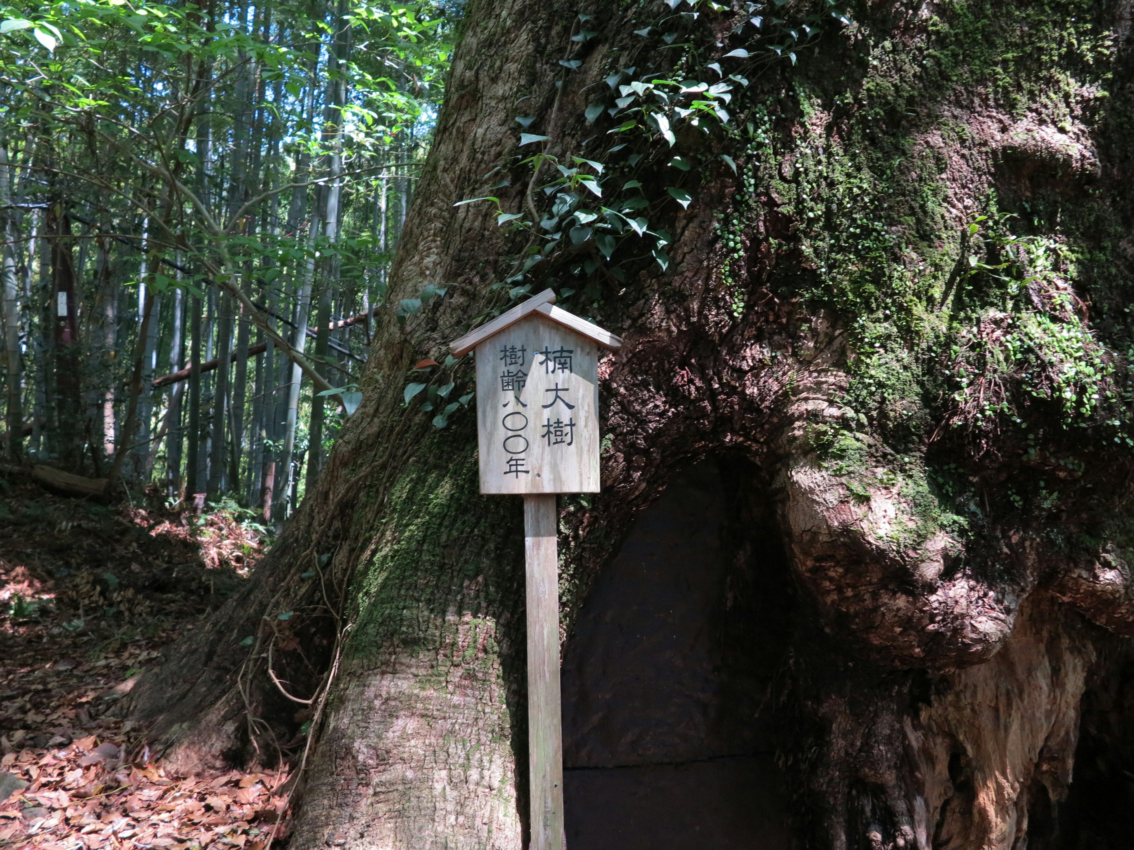 大きな木の根元にある小屋と標識のある森の景色