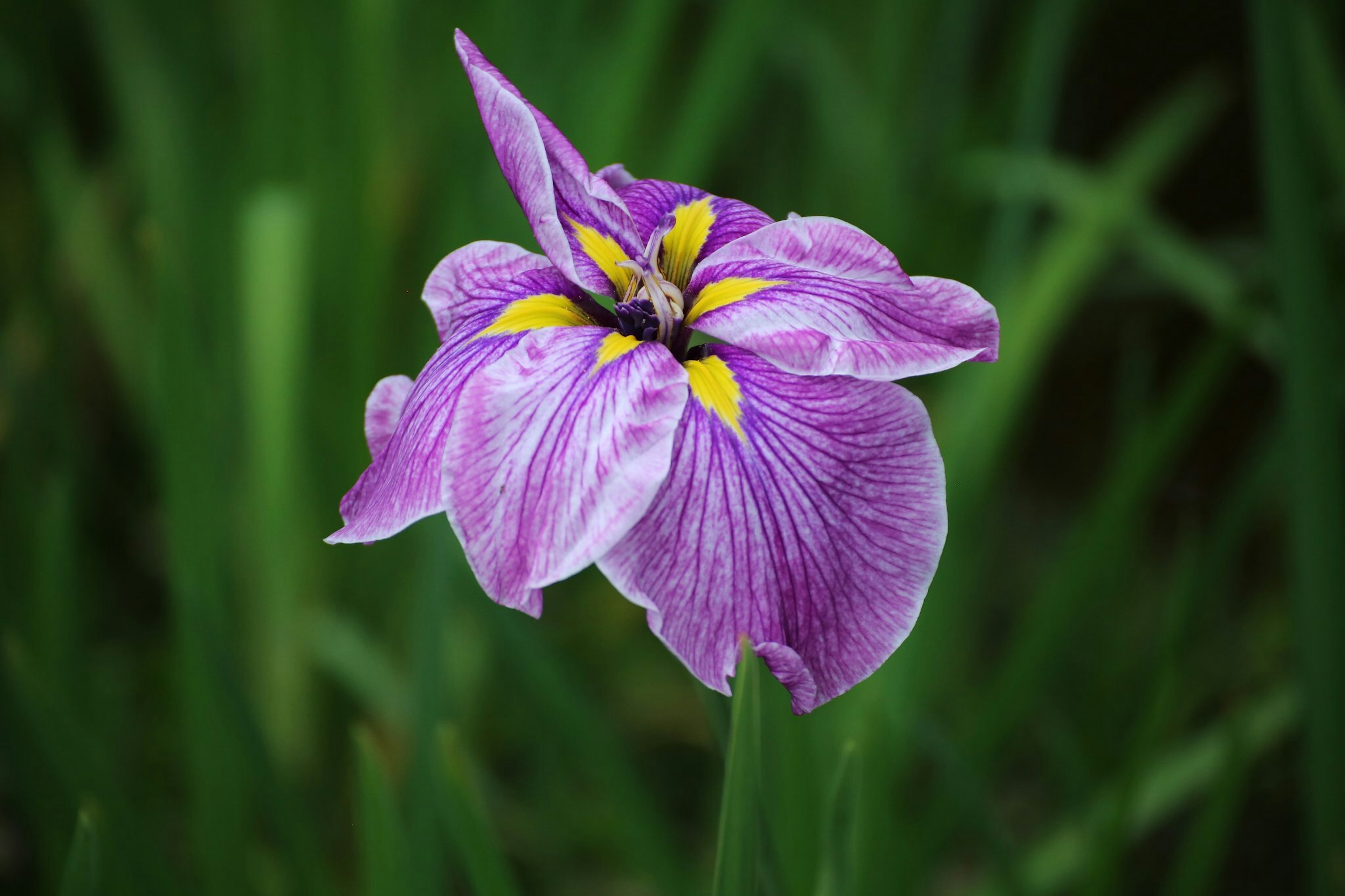 紫色の花びらと黄色の模様を持つ花が緑の葉の中に咲いている