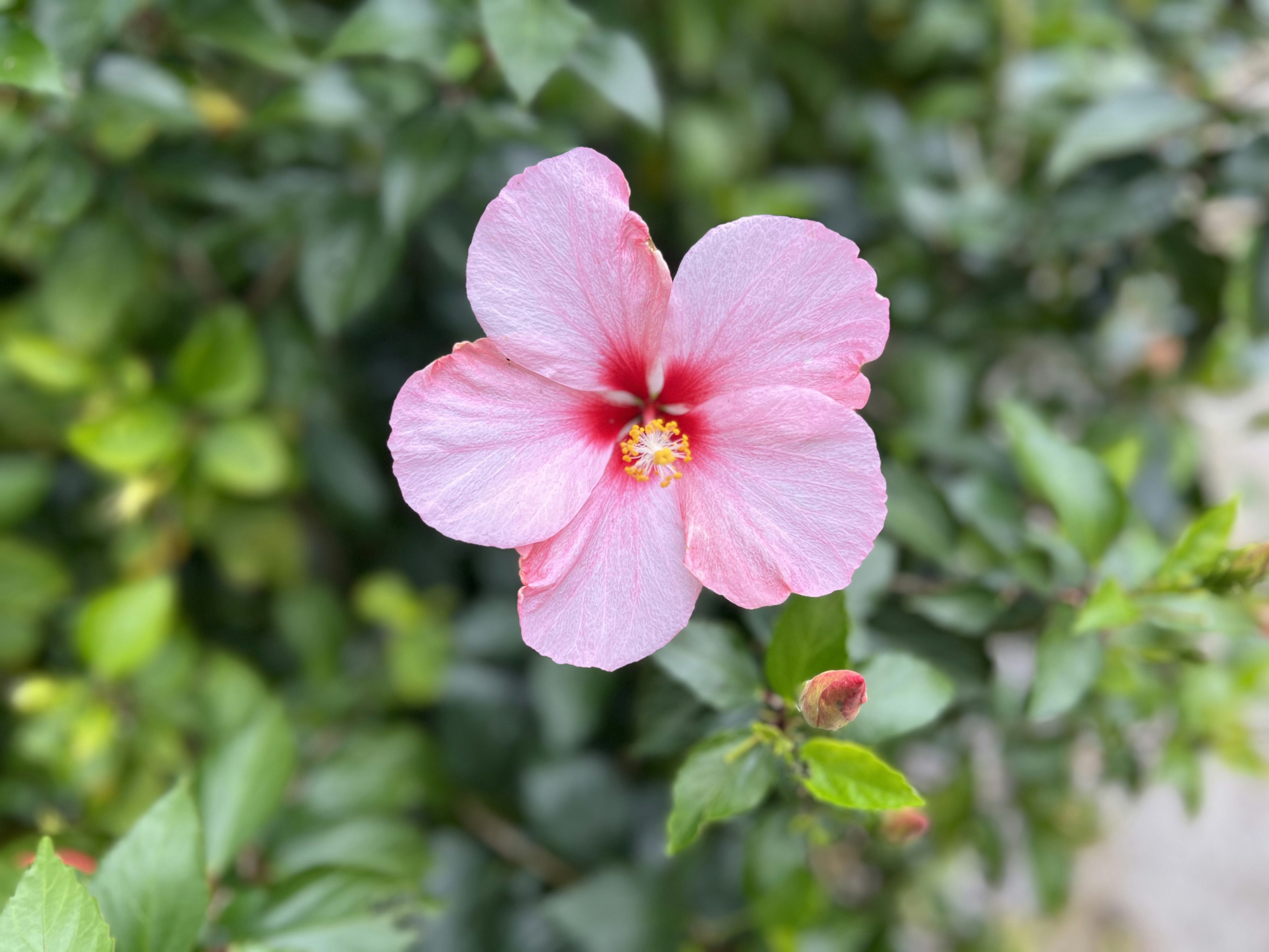 Una flor de hibisco rosa vibrante rodeada de hojas verdes