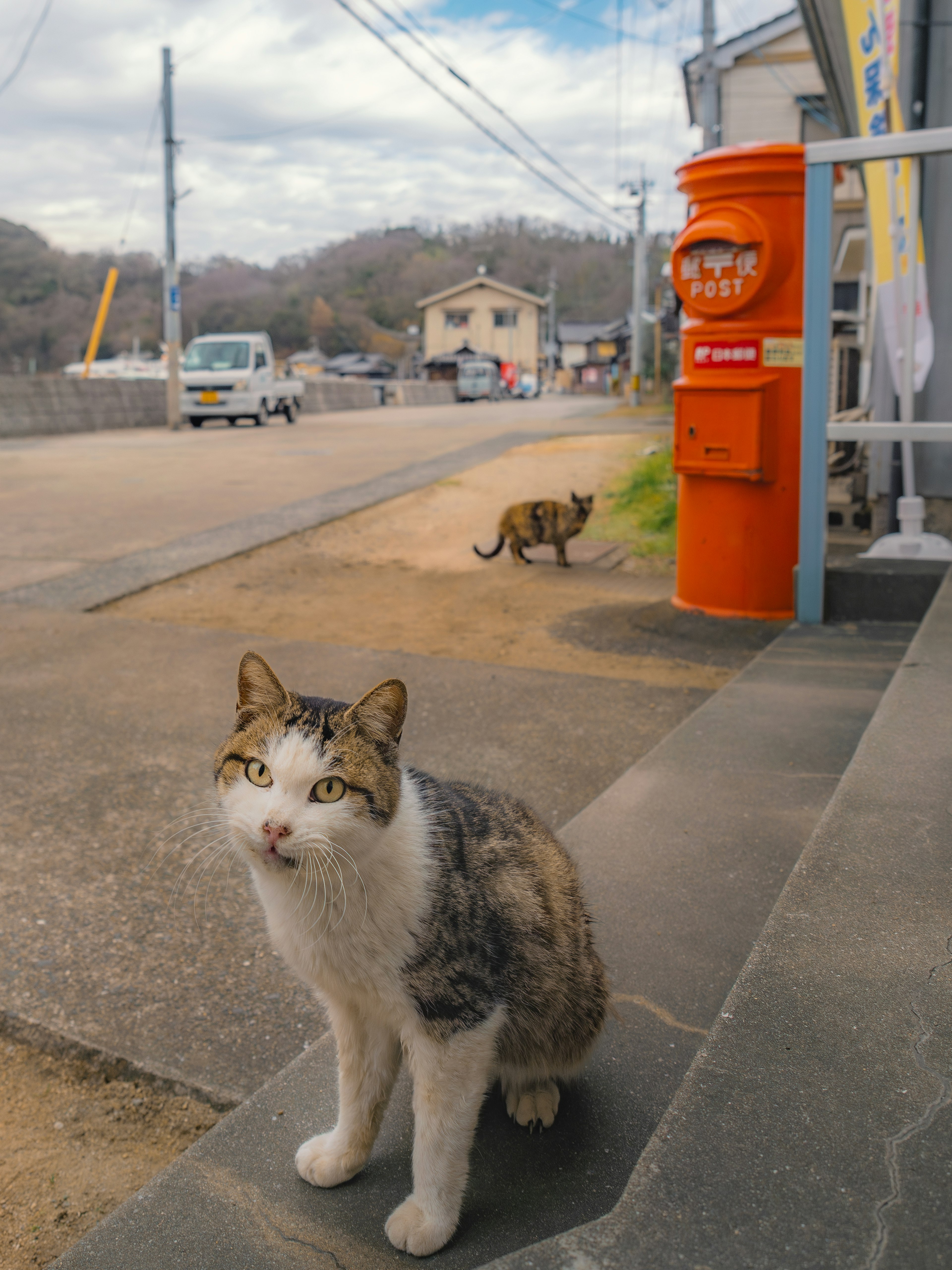 Eine Katze sitzt an der Straße mit einer anderen Katze im Hintergrund