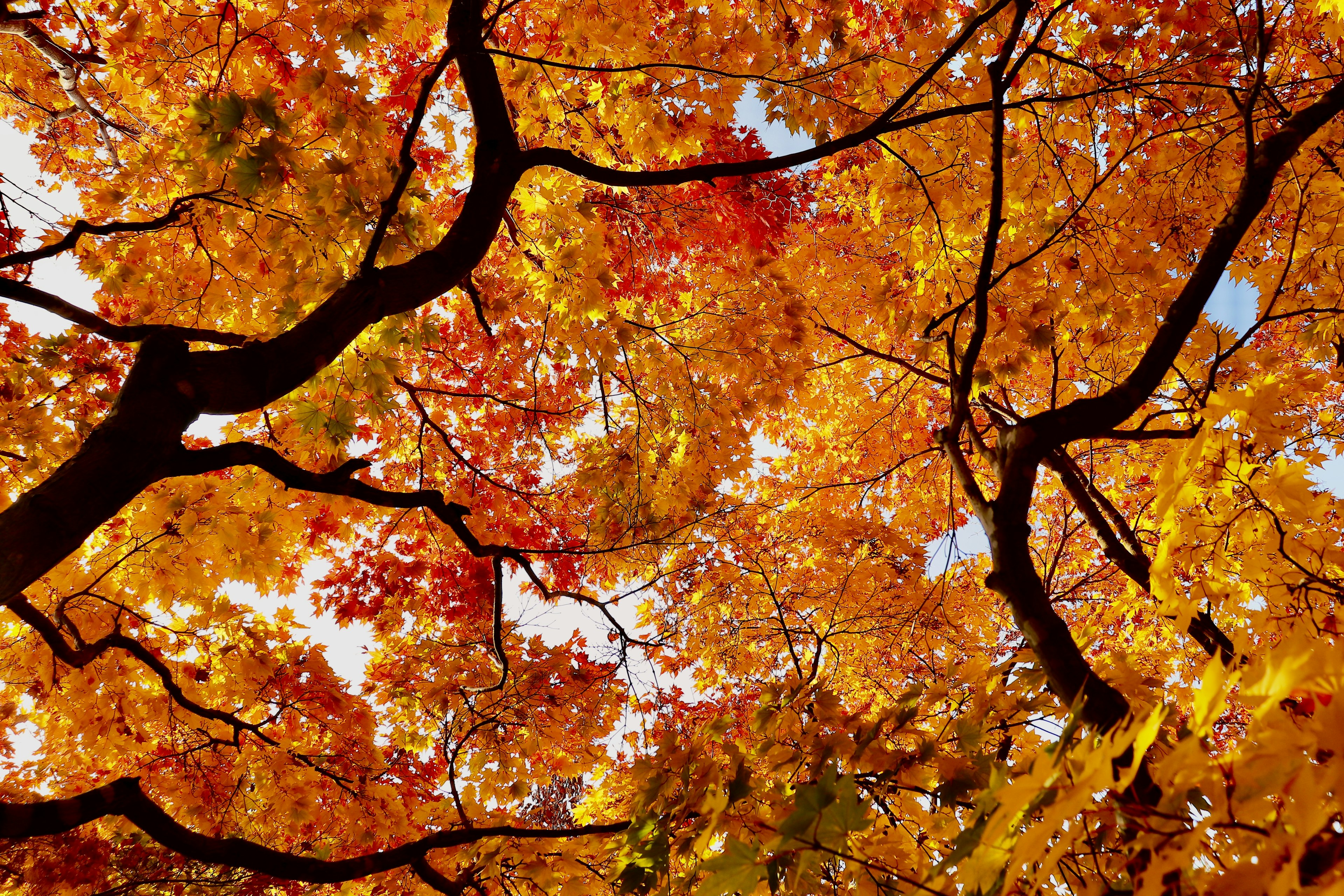 View from below looking up at vibrant autumn leaves and branches