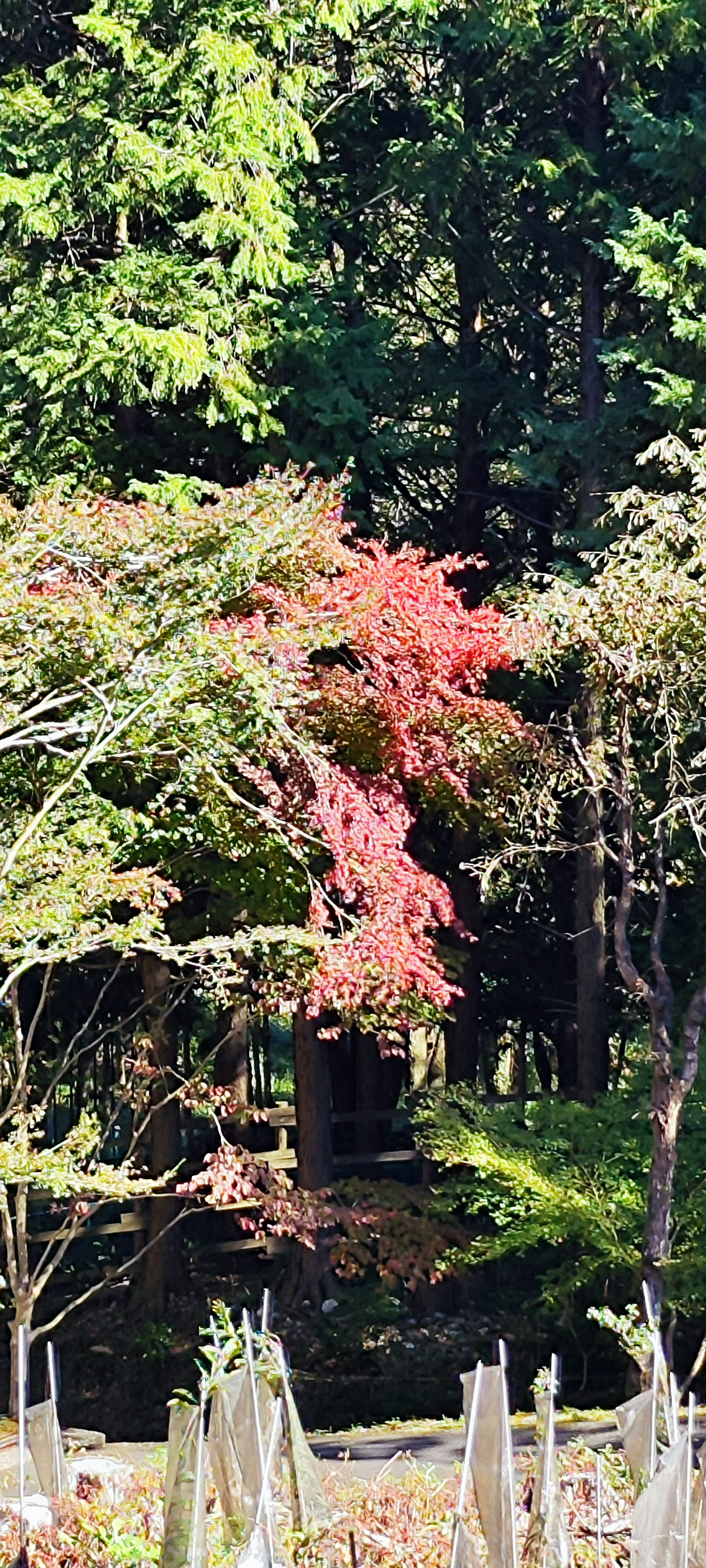 秋の紅葉の木と緑の森の風景