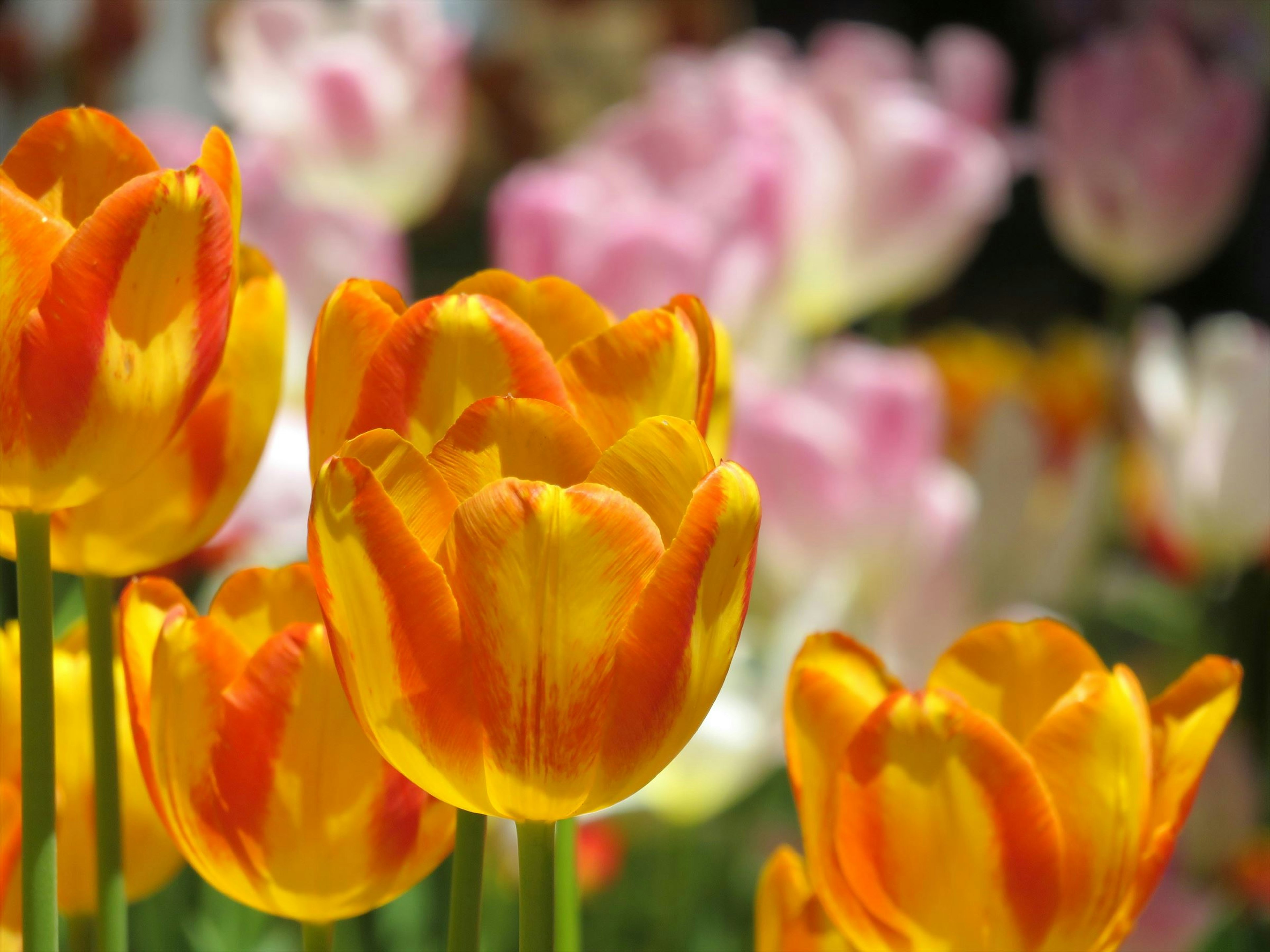 Helle orangefarbene Tulpen im Vordergrund mit sanften rosa Tulpen im Hintergrund