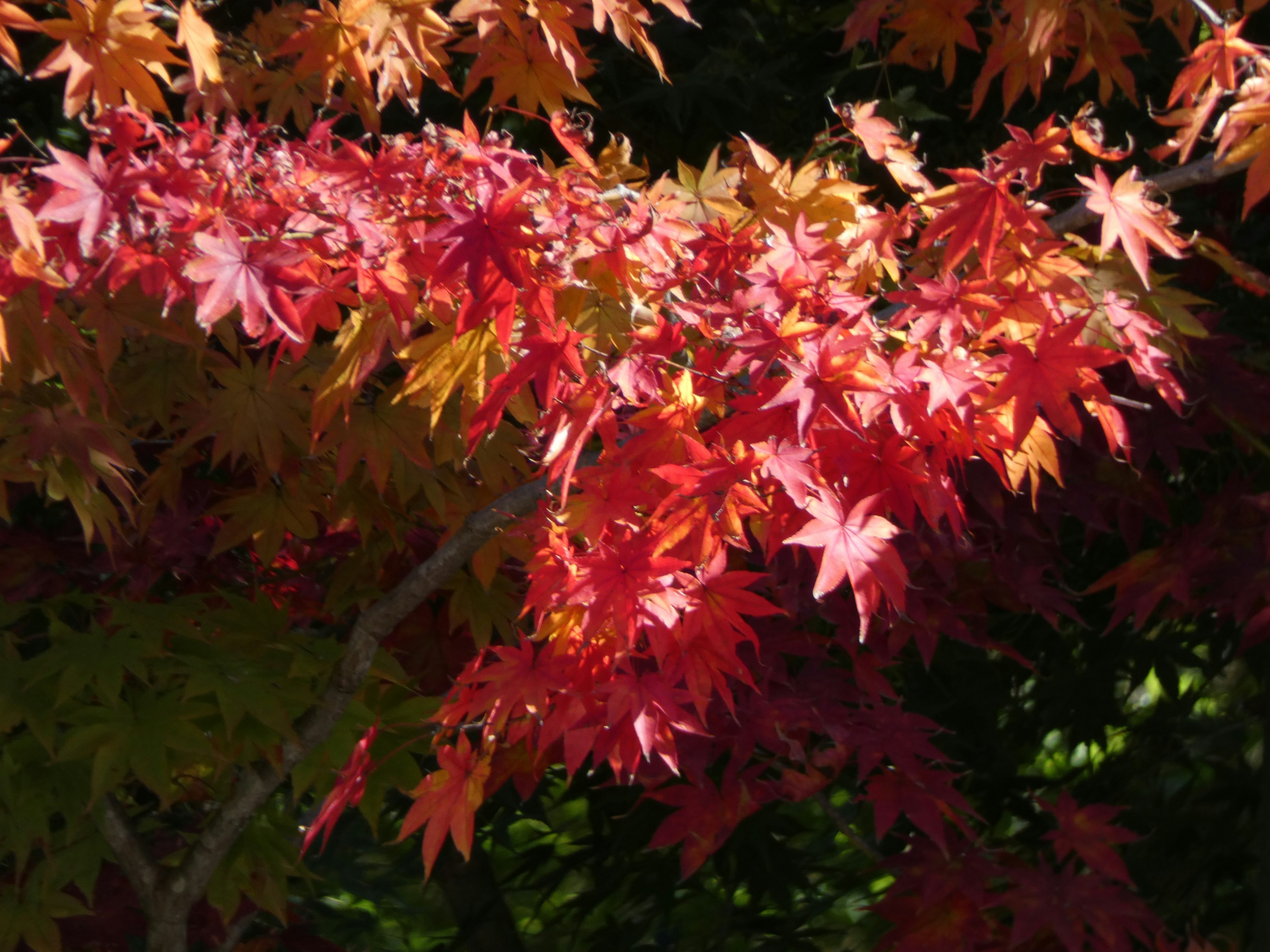 Daun maple merah dan oranye cerah yang ditampilkan di bawah langit cerah