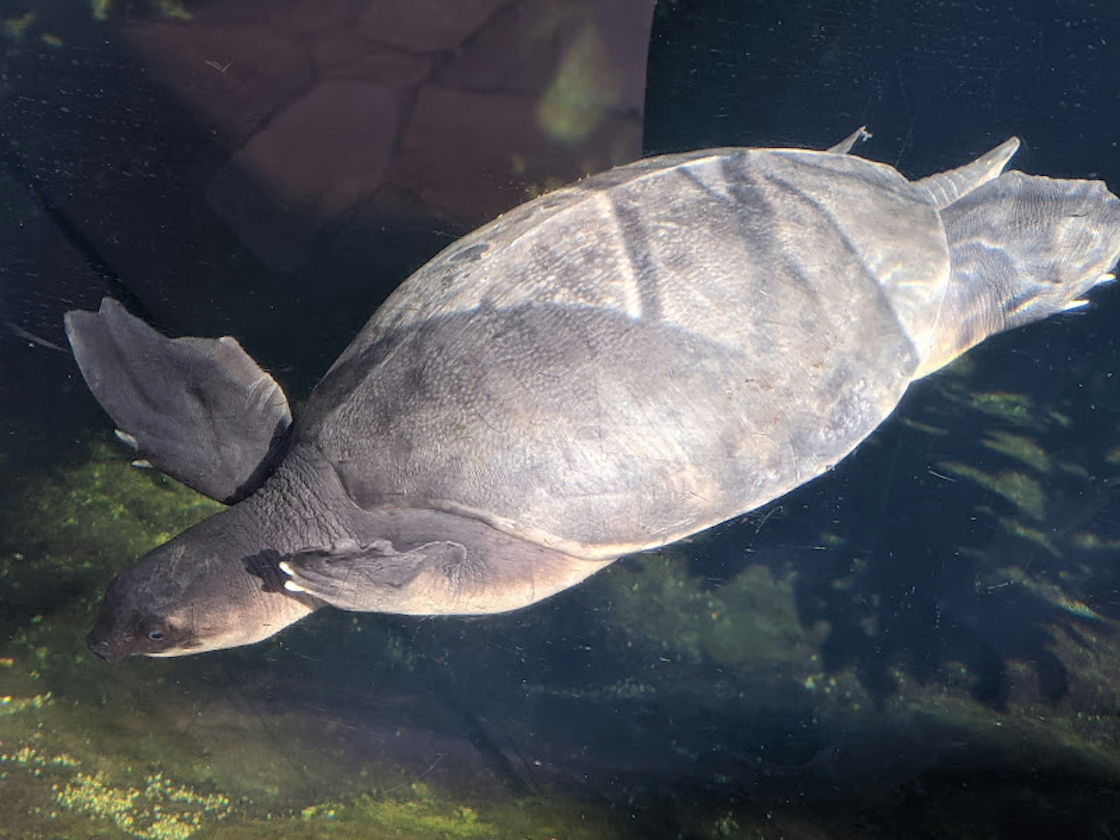 Eine Schildkröte, die unter Wasser schwimmt