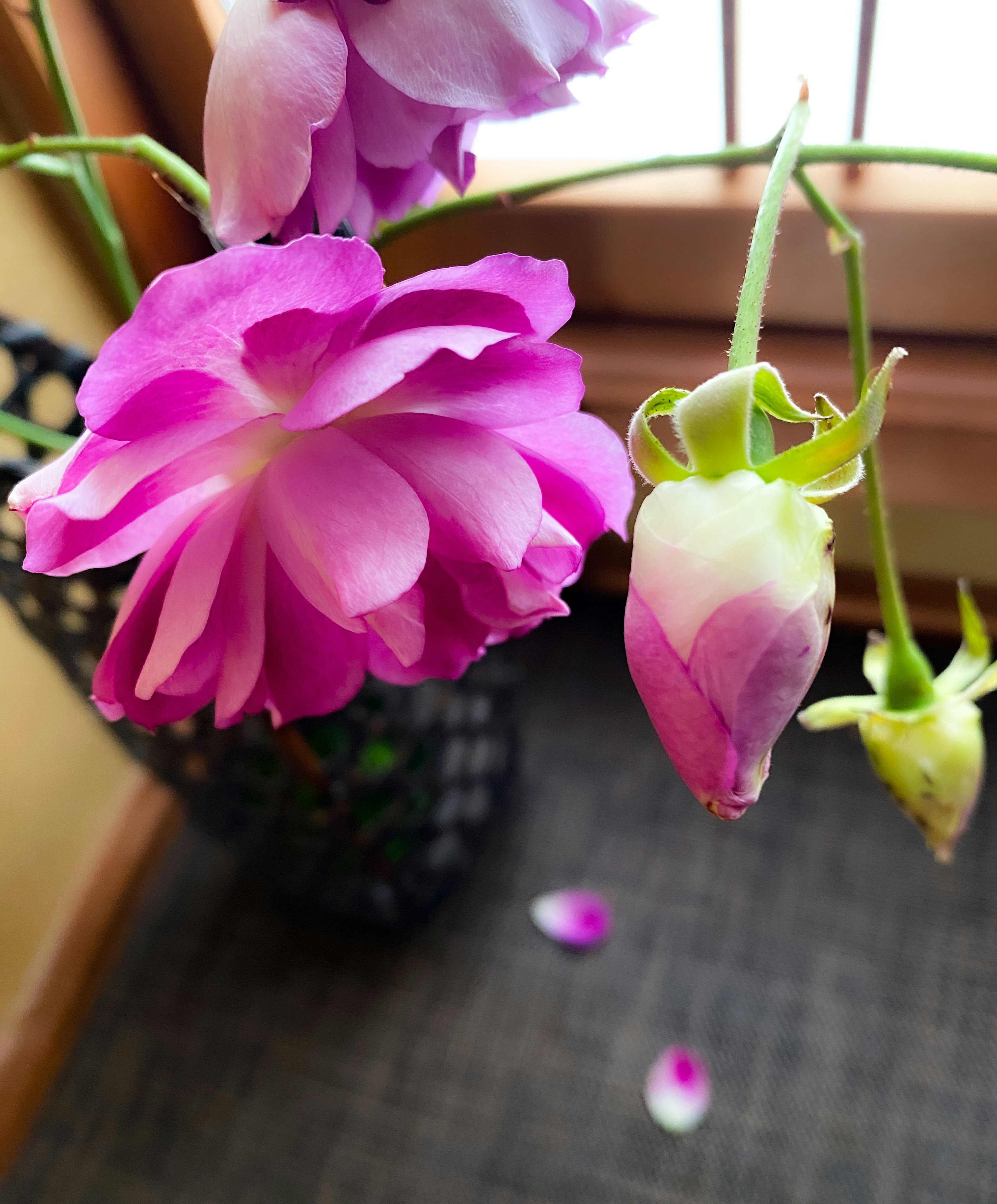 Immagine di un fiore rosa e un bocciolo vicino a un vaso