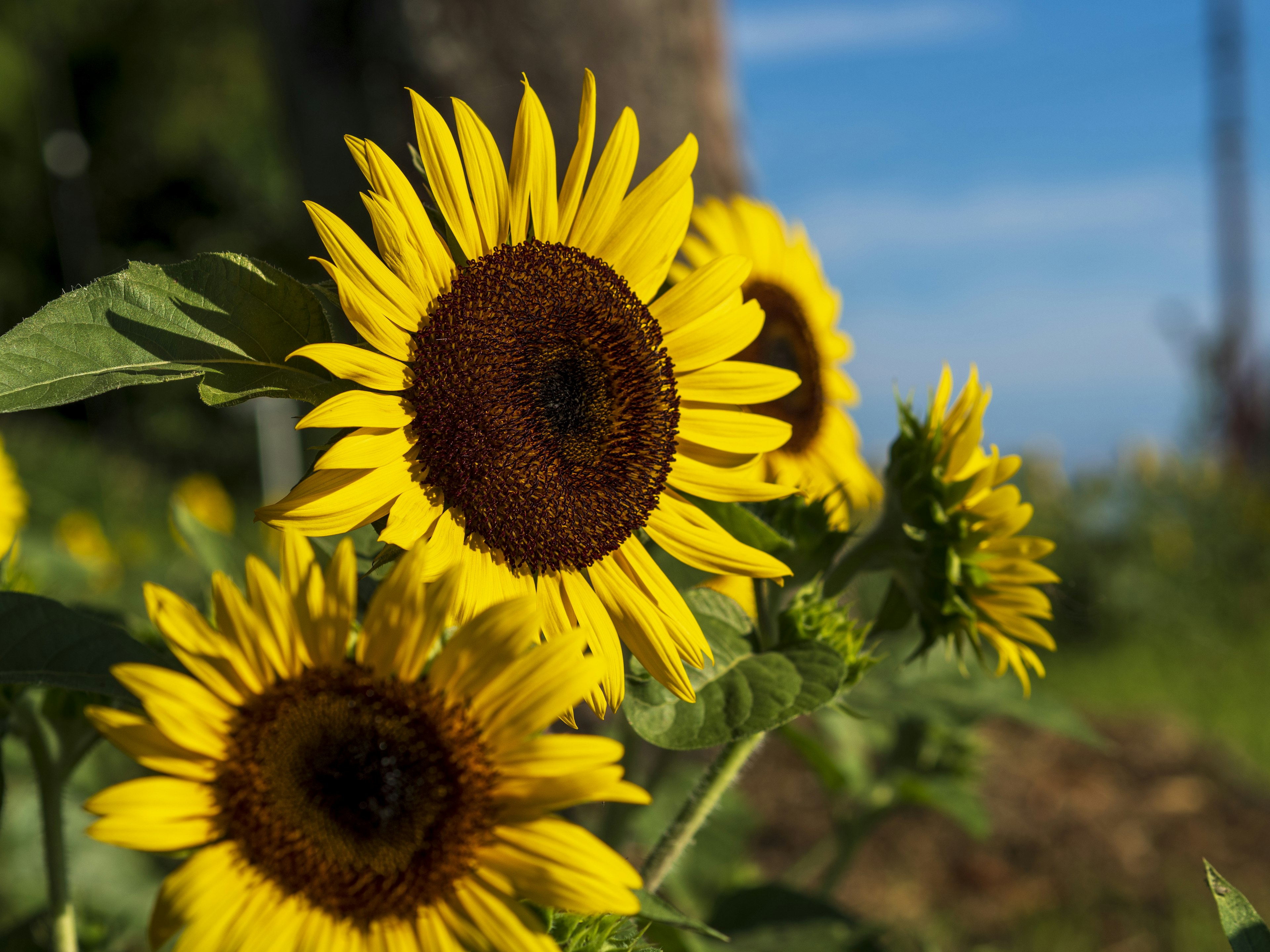 Brillanti girasoli che fioriscono sotto un cielo azzurro