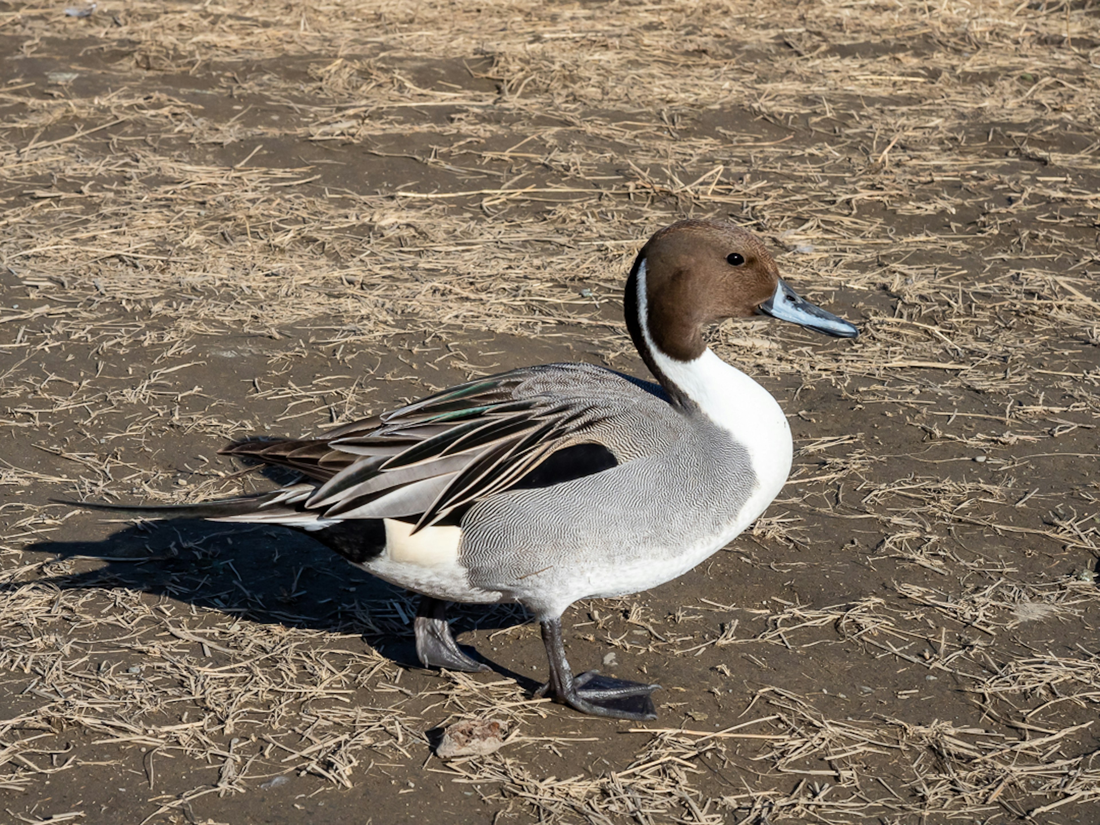 Un pato cuchara caminando sobre suelo seco con la cabeza marrón