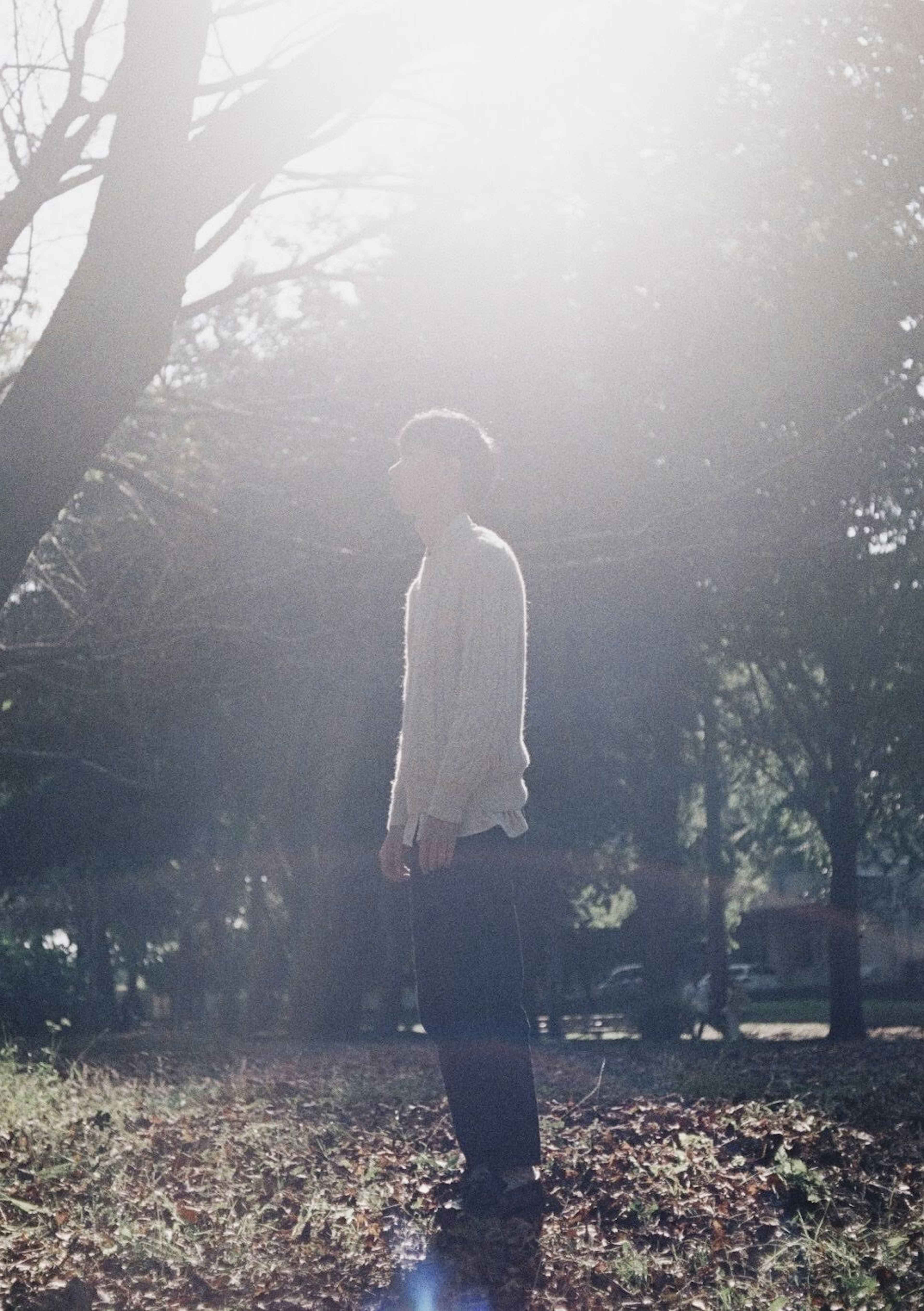 Silhouette of a person standing amidst trees with sunlight streaming through