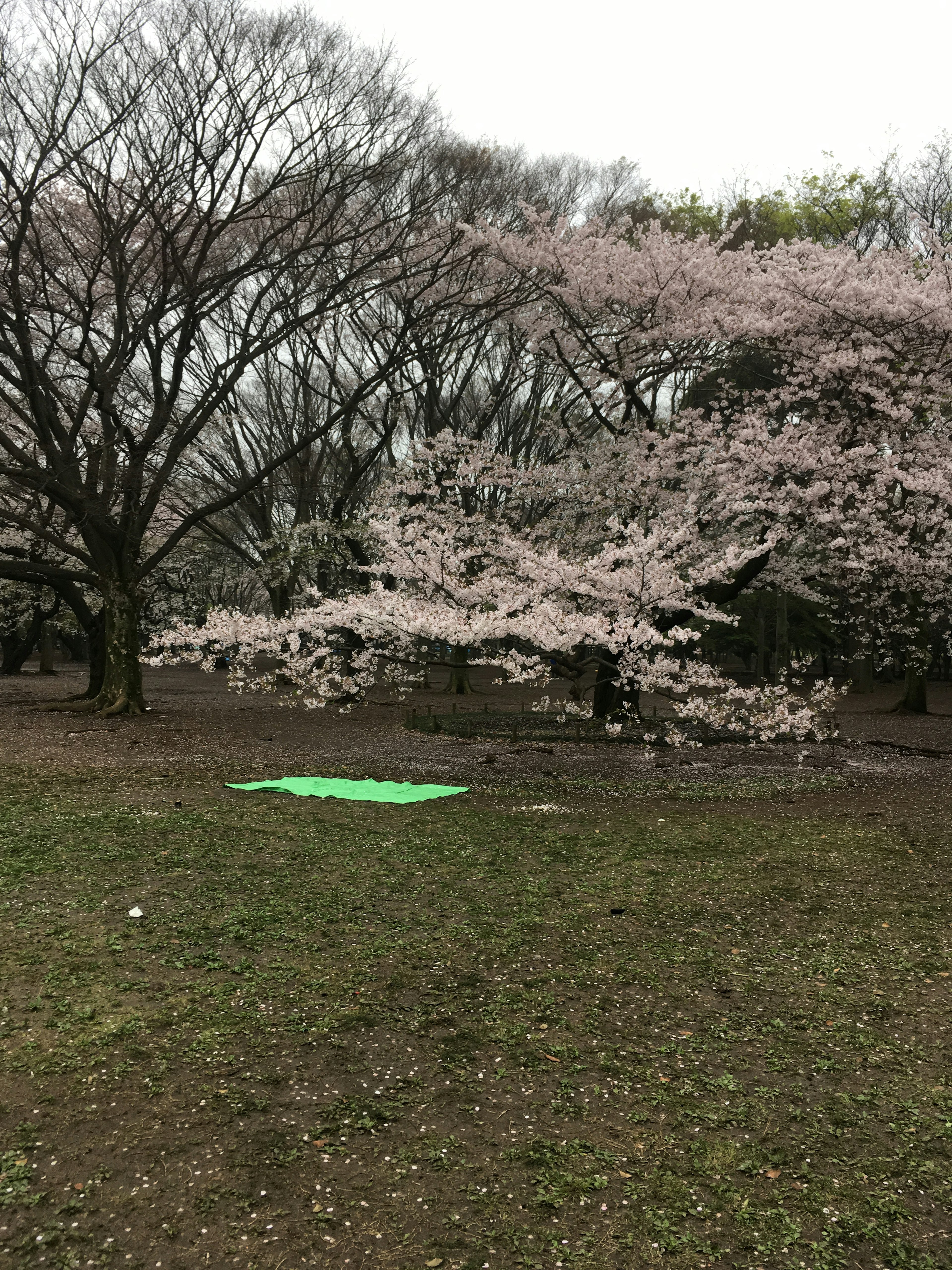 Pemandangan taman dengan pohon sakura berbunga tikar hijau di rumput