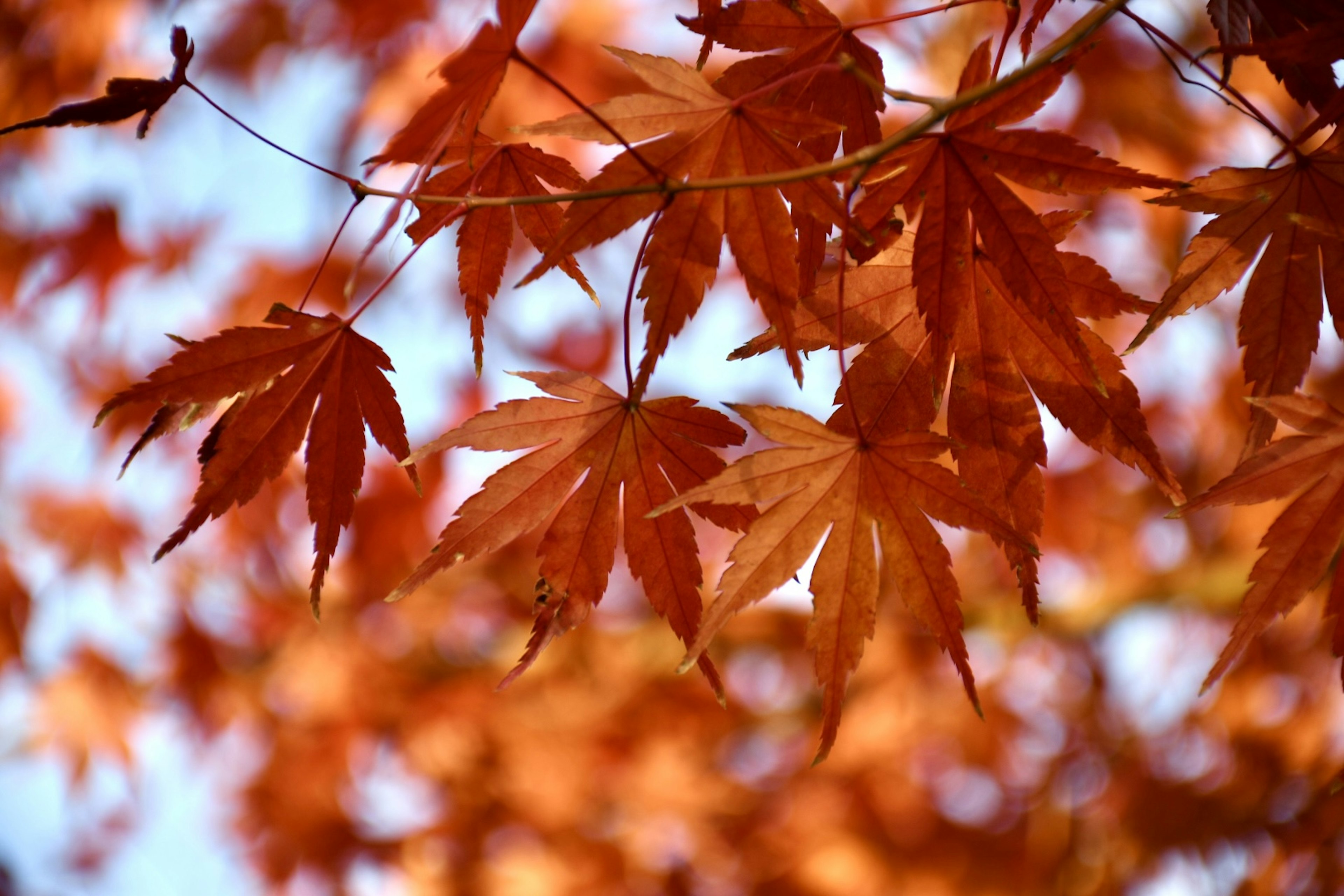 紅葉したモミジの葉が青空を背景にした美しい風景