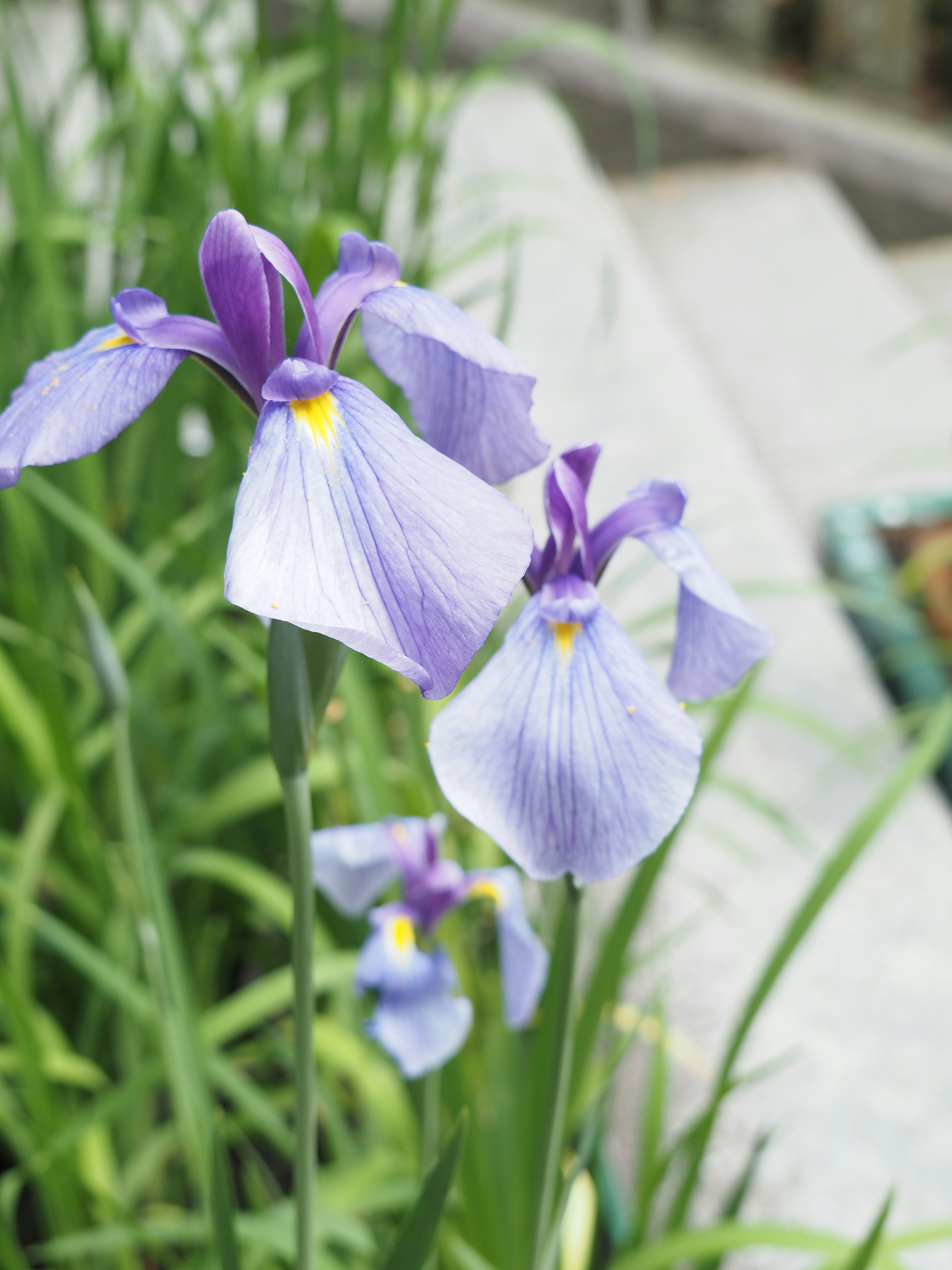 Groupe de fleurs d'iris dans des tons de violet et de lavande