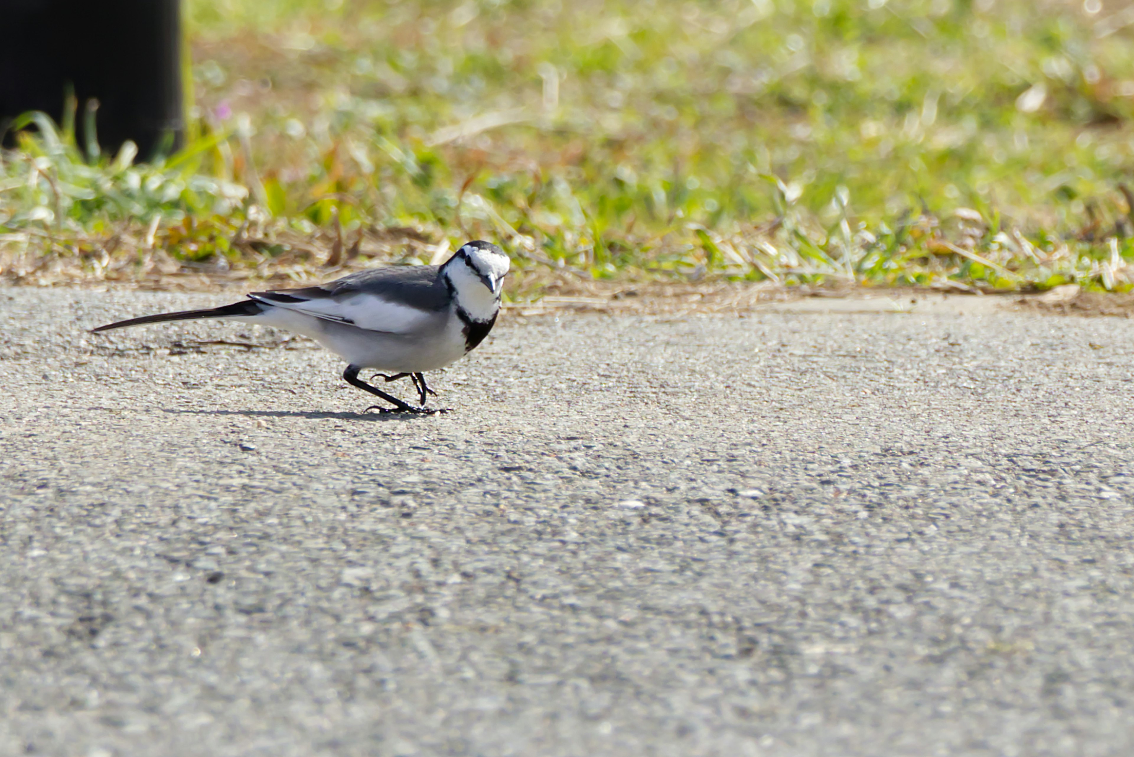 A small black and white bird walking on the ground