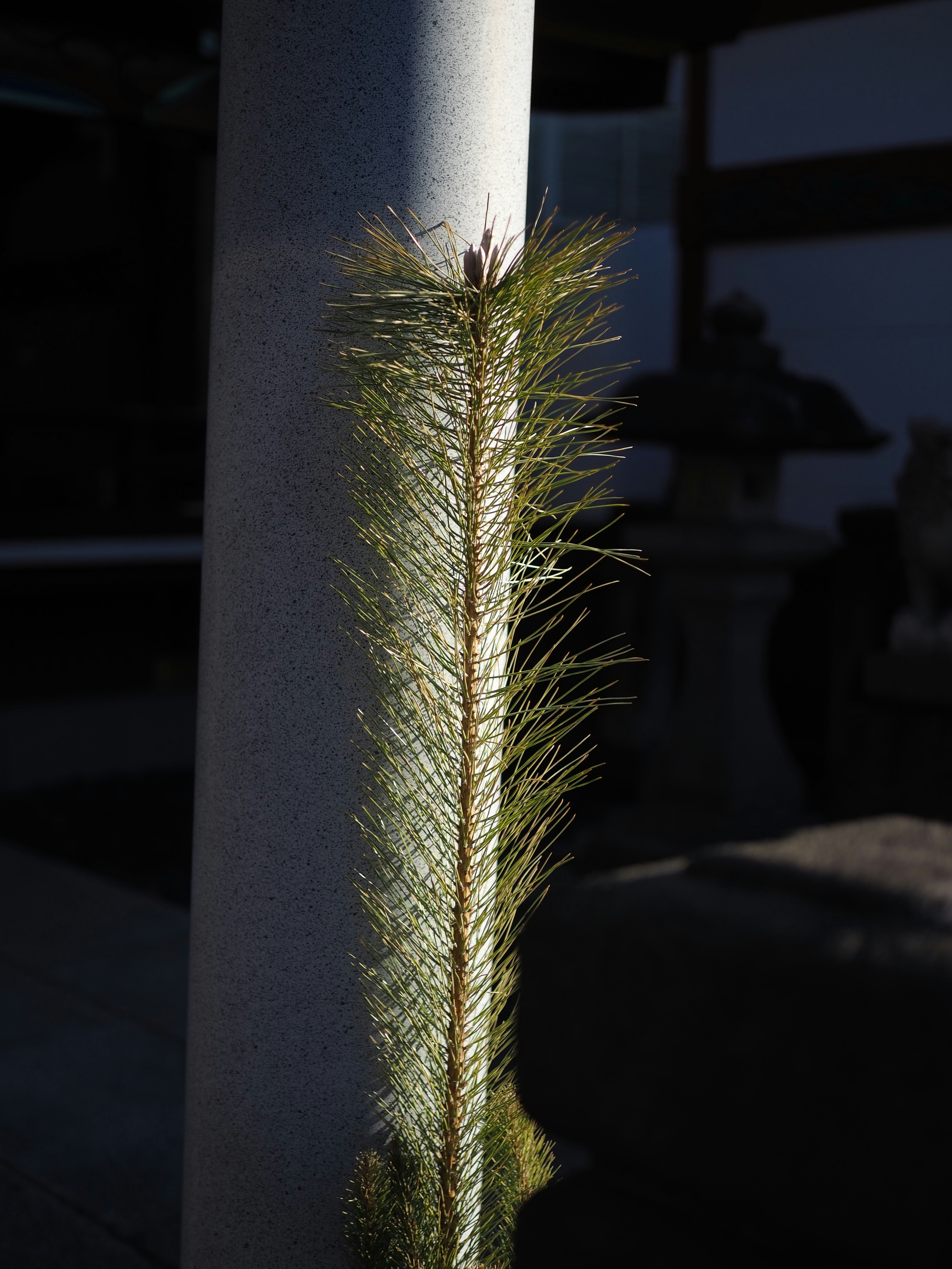沿著柱子生長的綠色植物被陽光照亮