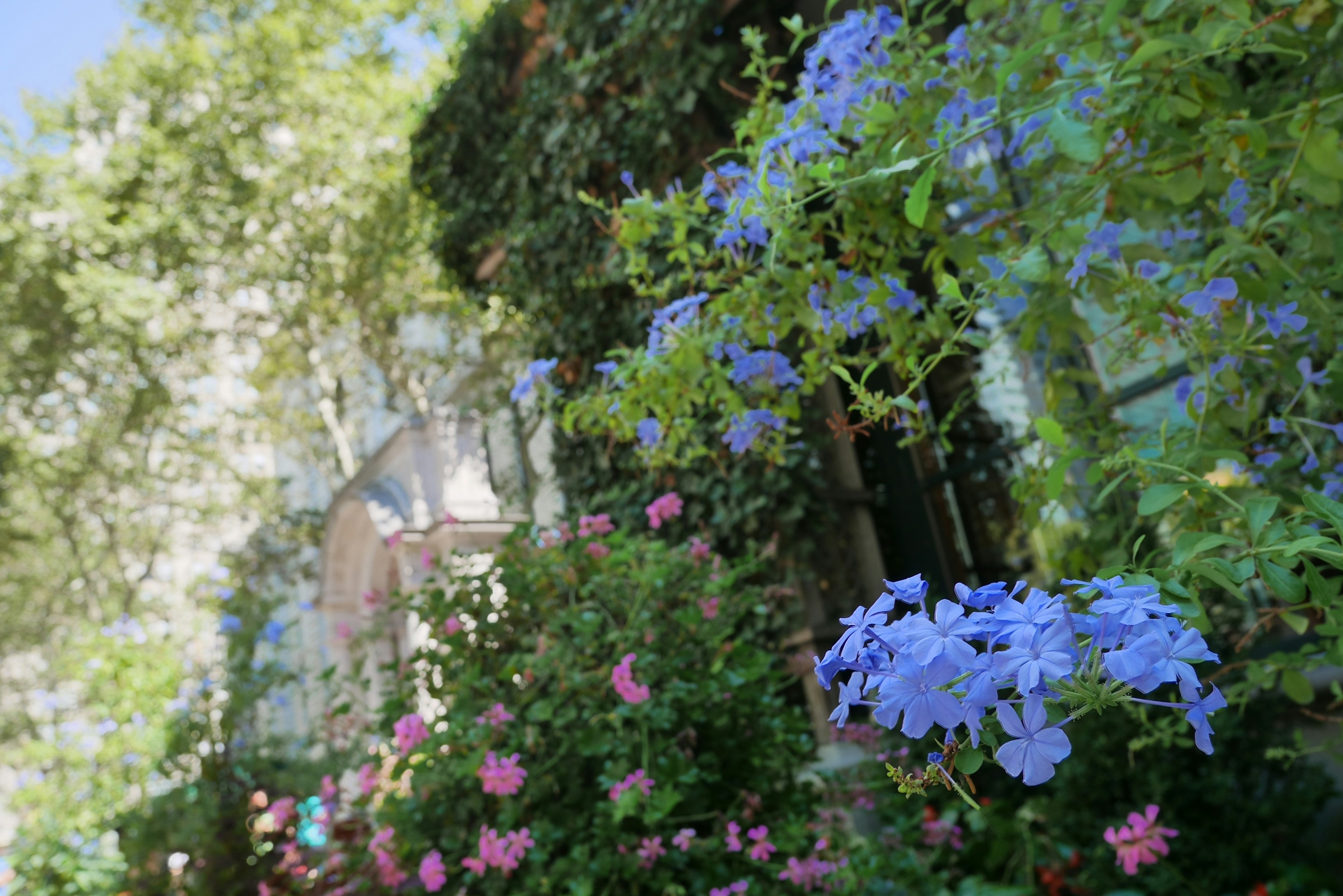 Scène de jardin avec des fleurs bleues et roses en fleurs