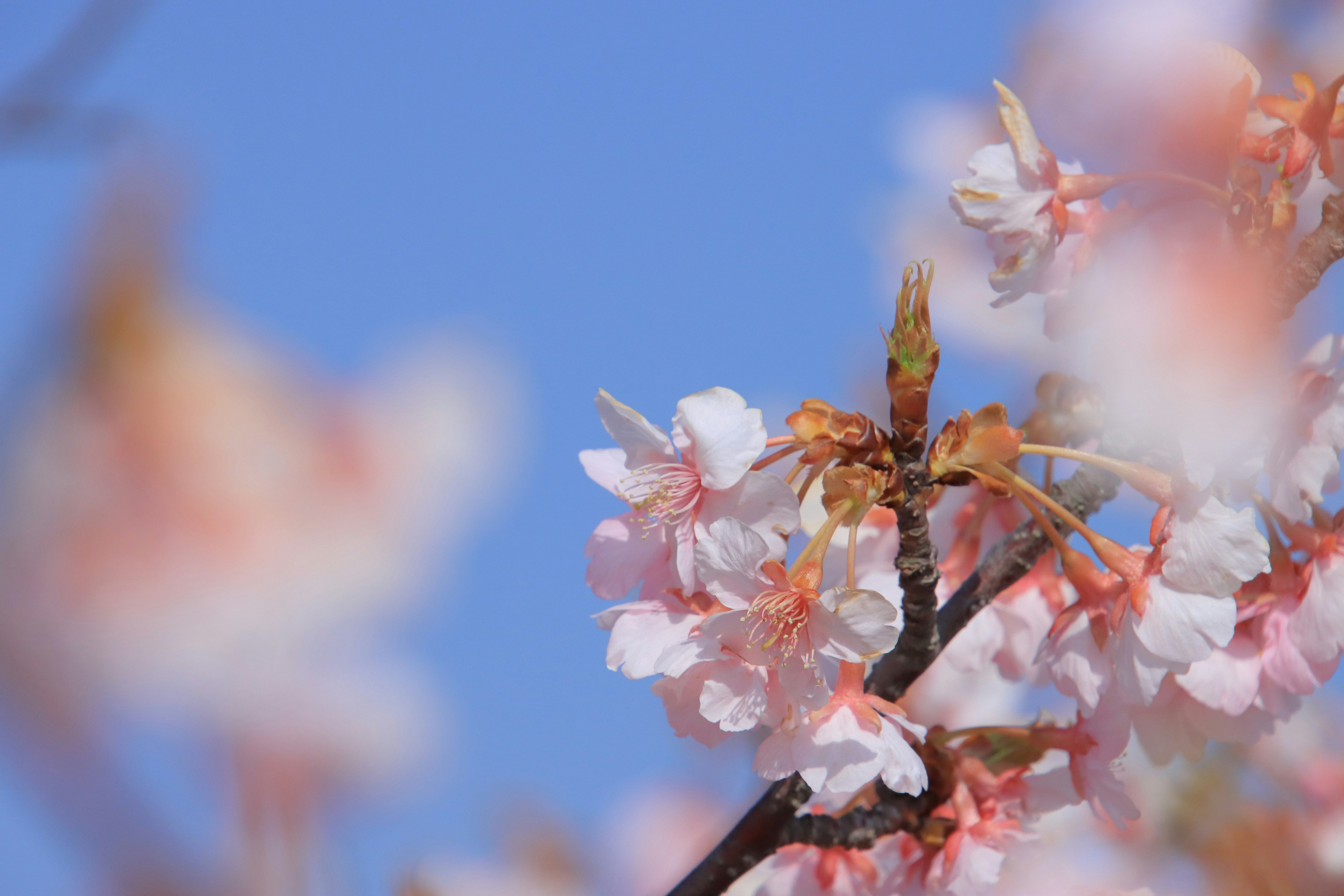 Close-up bunga sakura di latar belakang langit biru