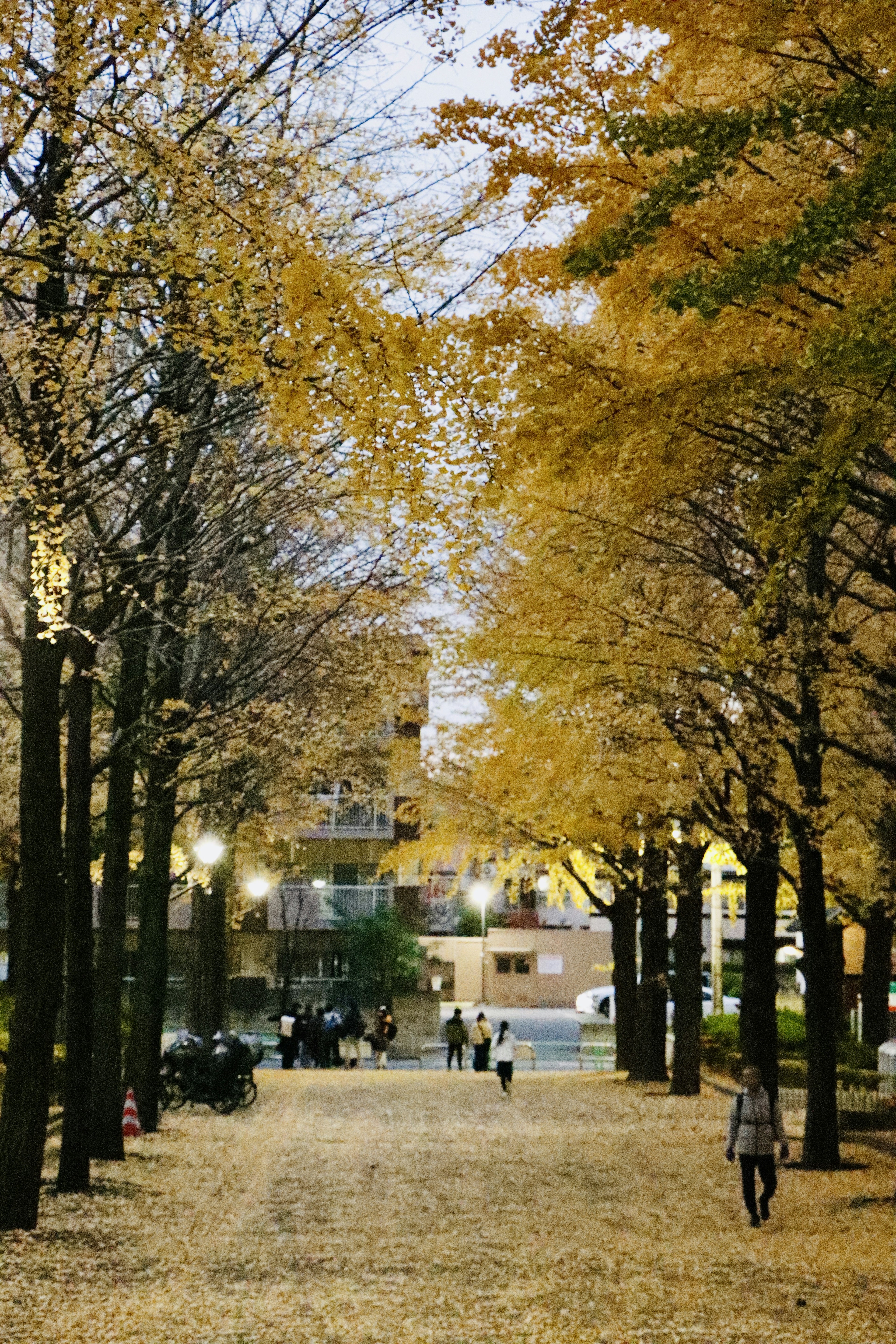 Un chemin de parc bordé d'arbres de ginkgo et de feuilles tombées en automne