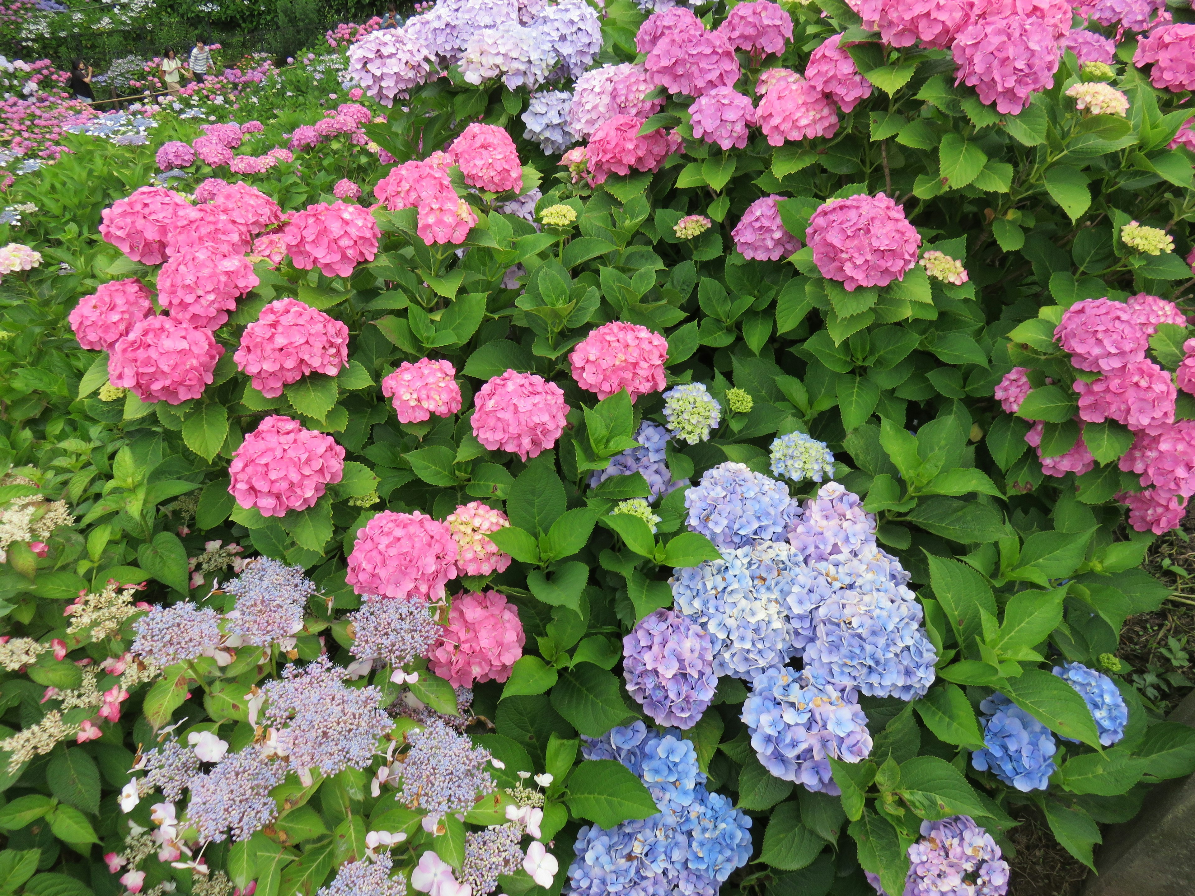 Un jardin vibrant avec des hortensias en fleurs de couleurs roses et bleues