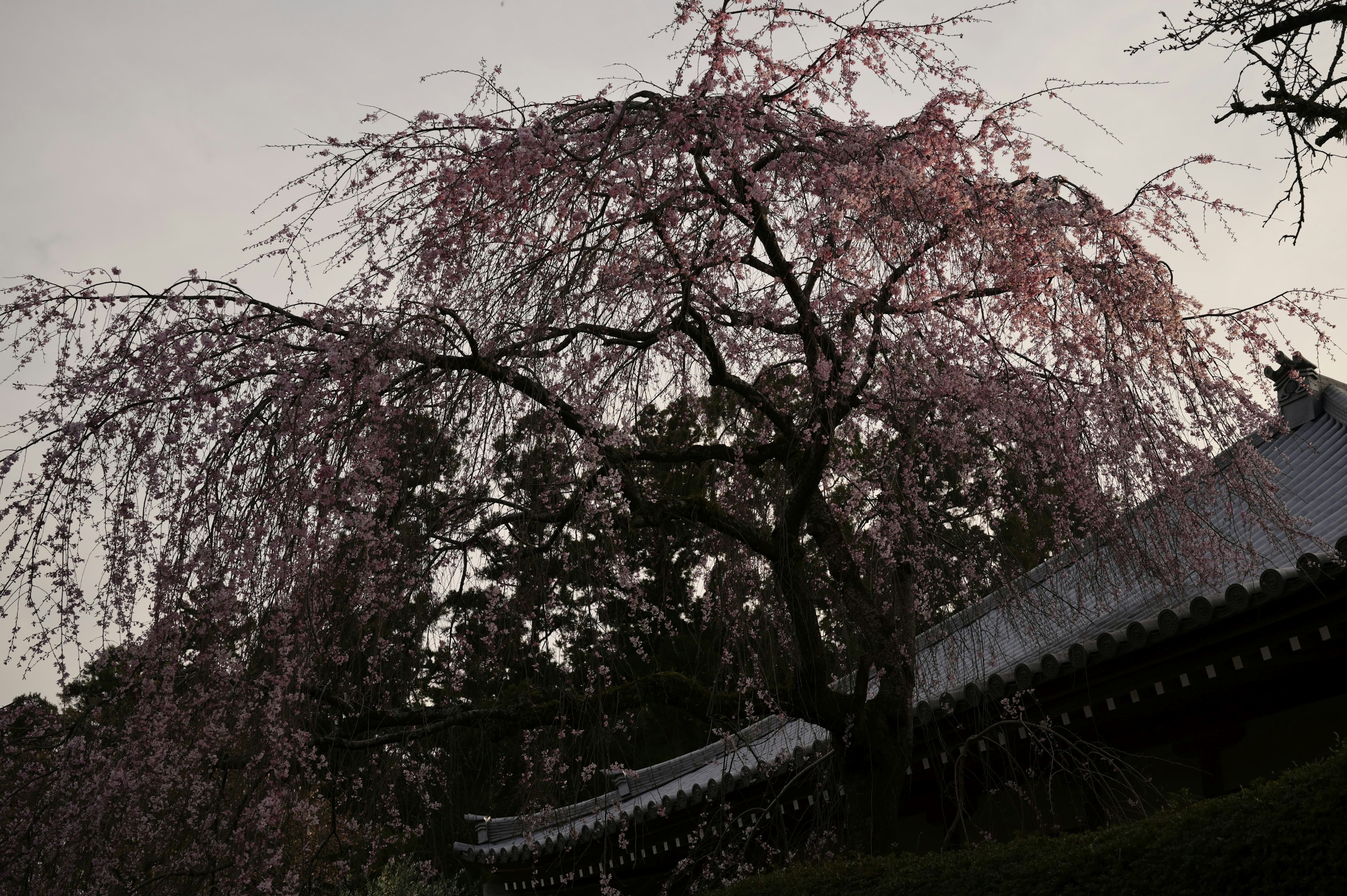 Árbol de cerezo llorón al anochecer con arquitectura japonesa tradicional