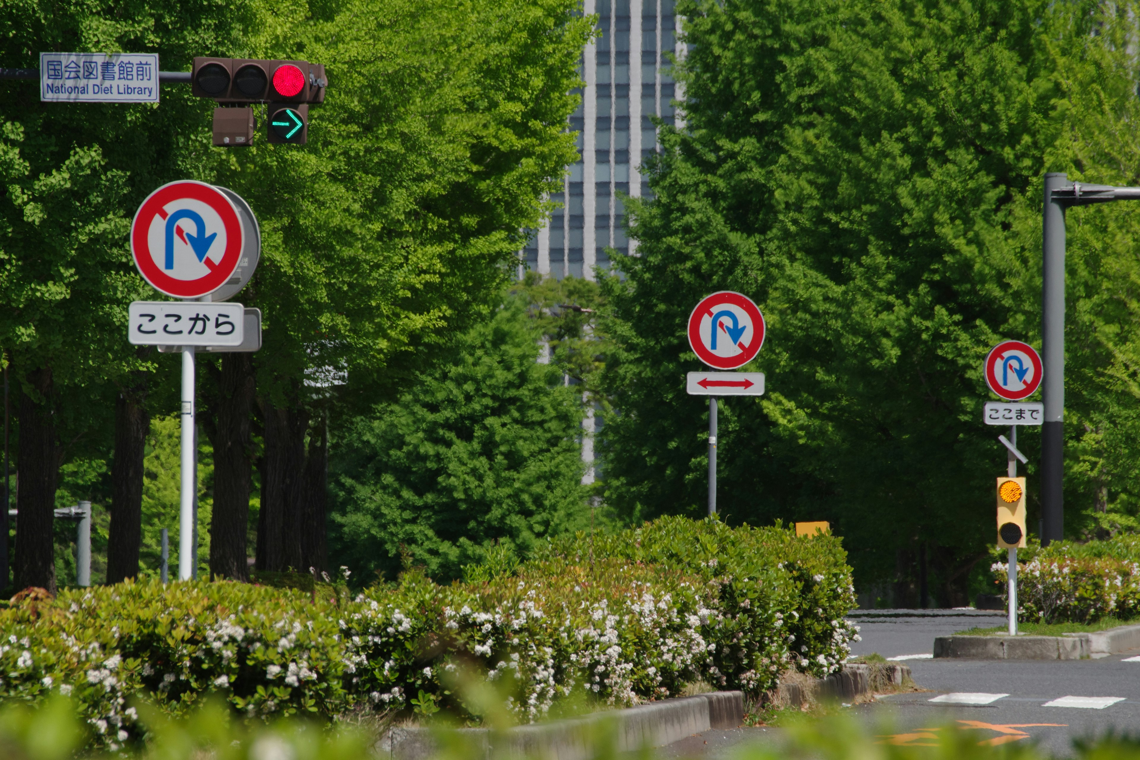 Strada urbana fiancheggiata da alberi verdi e segnali stradali