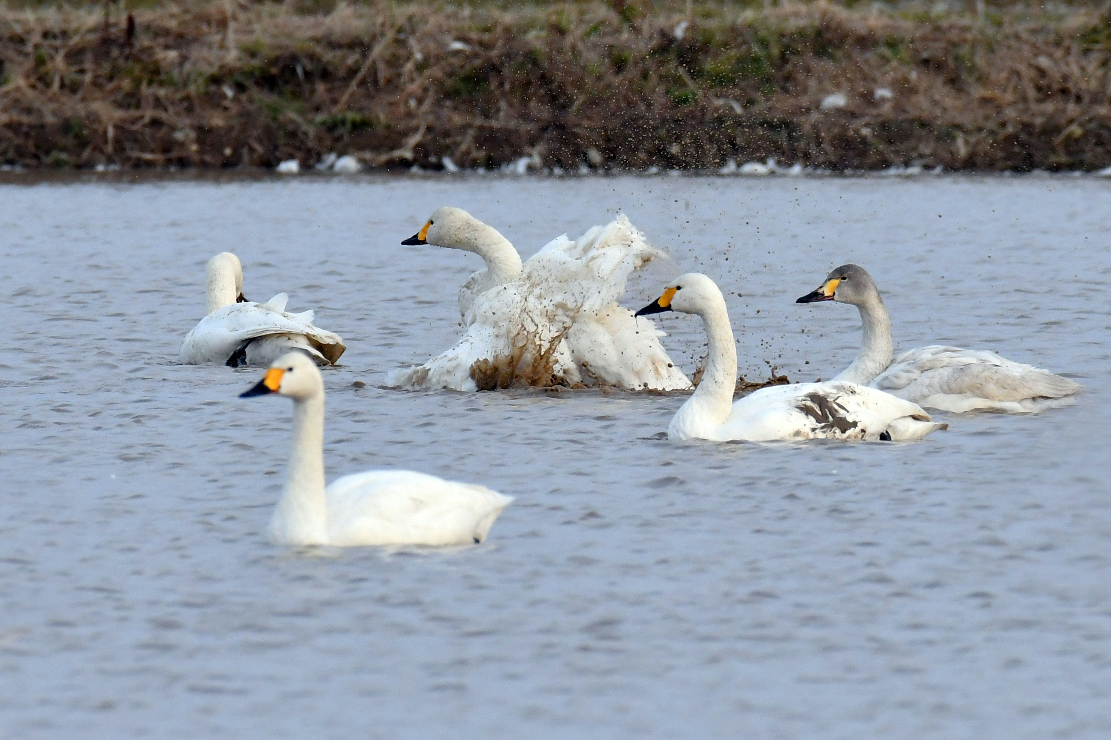 水面を泳ぐ白鳥たちの群れ