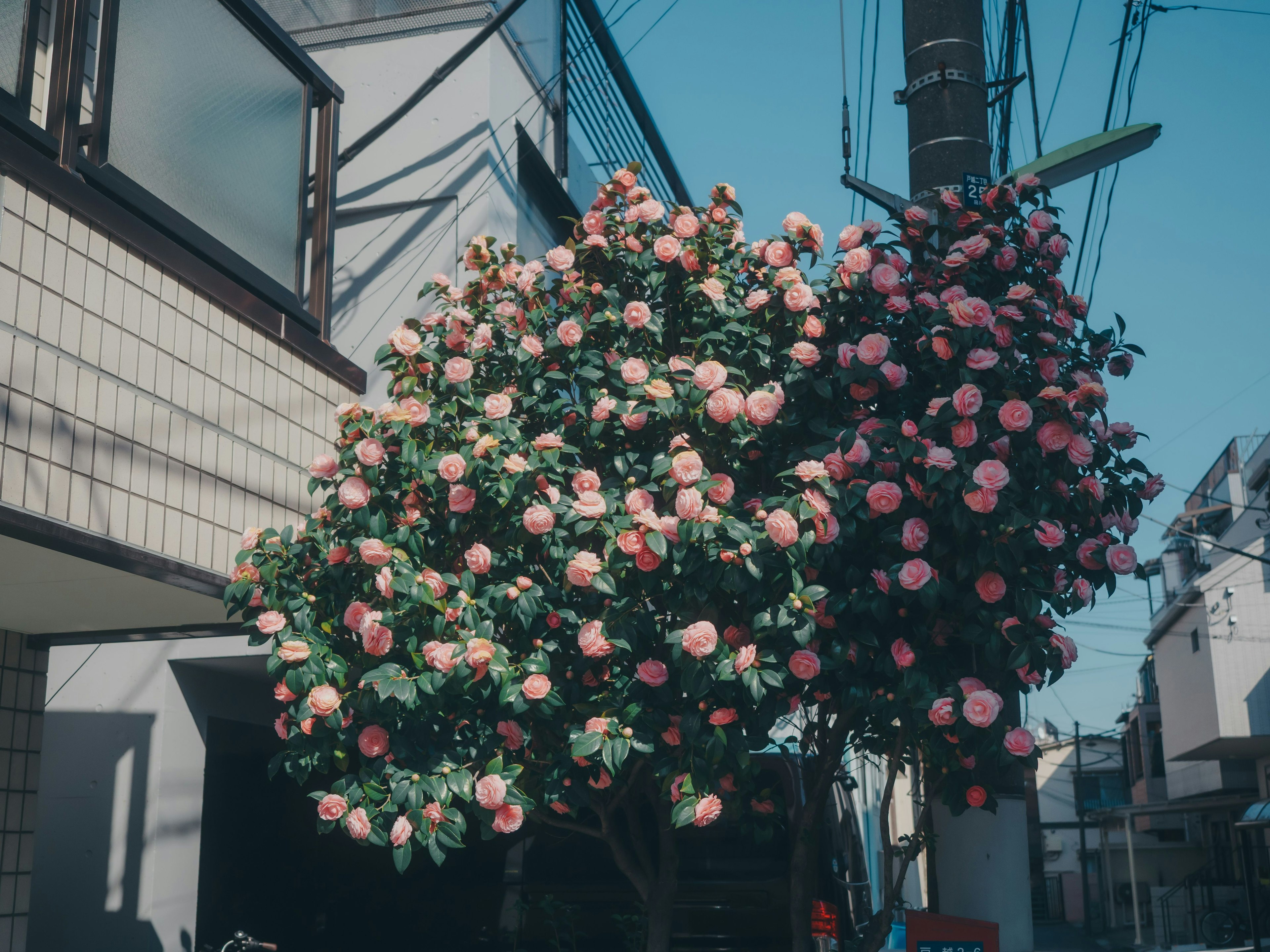 Tree with blooming pink flowers beside a building