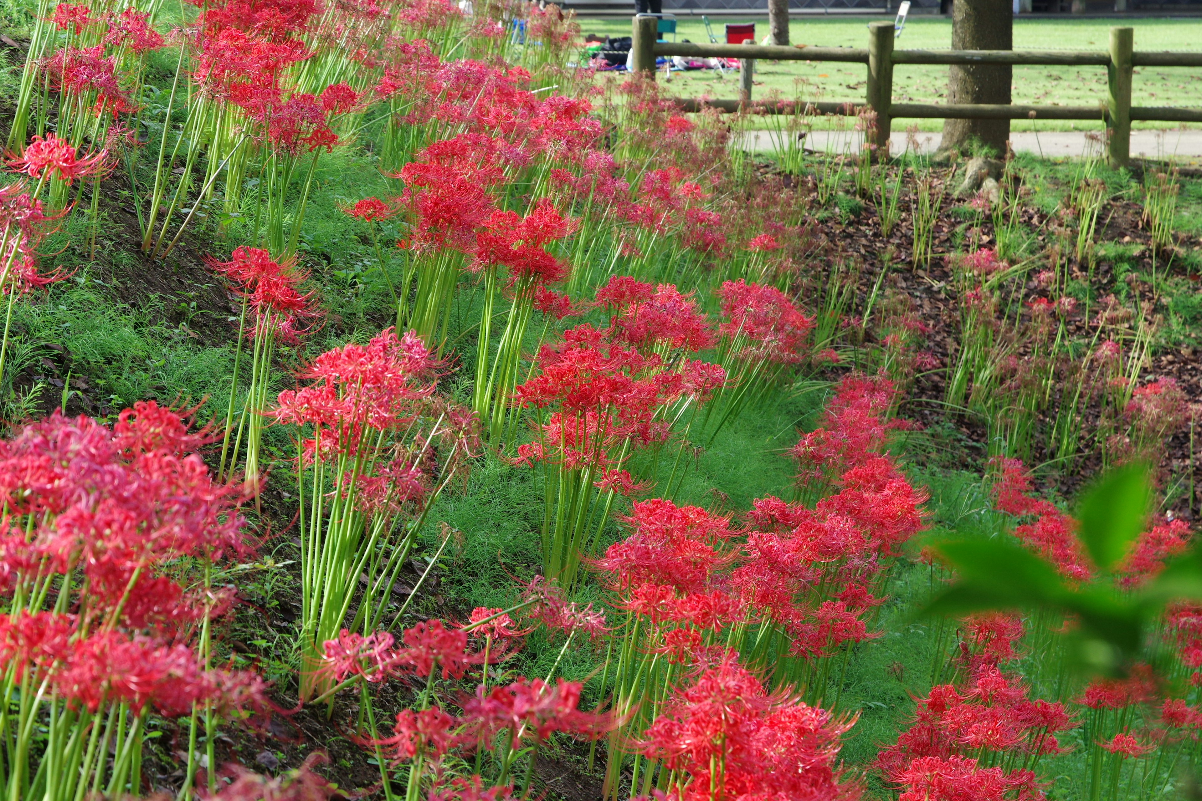 Rote Spinnenlilien blühen in einem grünen Grasbereich mit einem Holzzaun