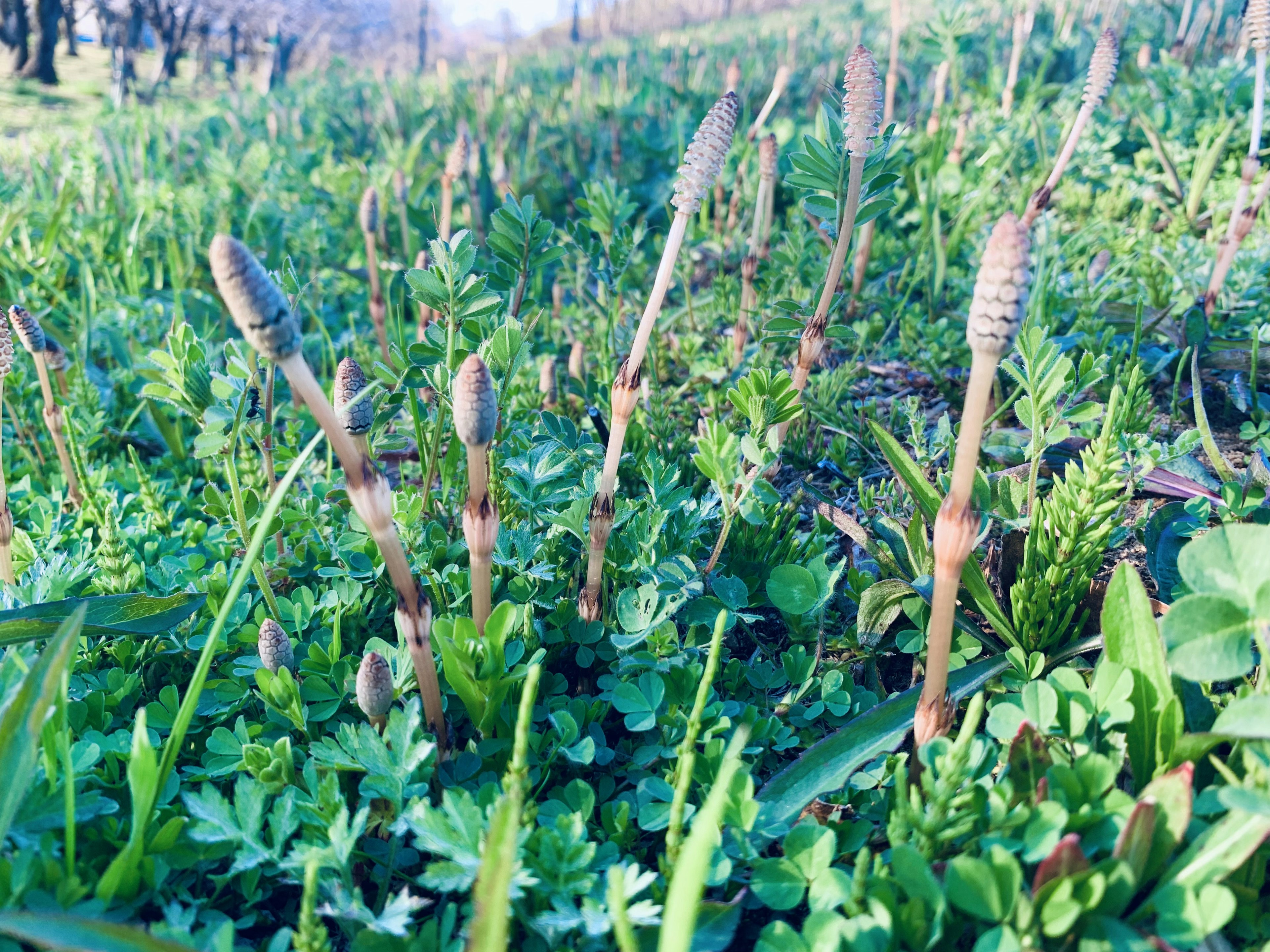 Campo di piante di equiseto che spuntano dall'erba verde