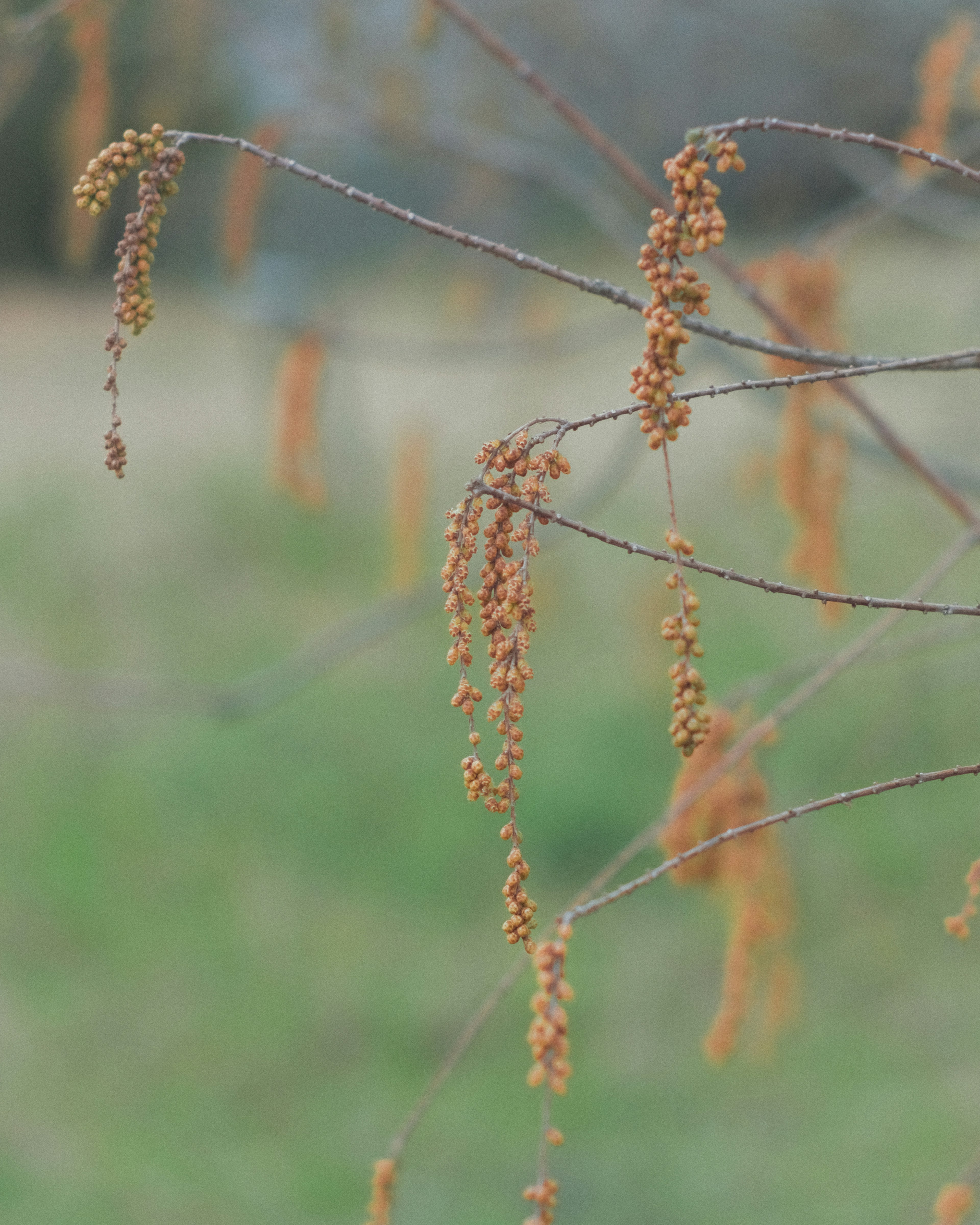 オレンジ色の花が咲く細い枝が緑の背景に映えている