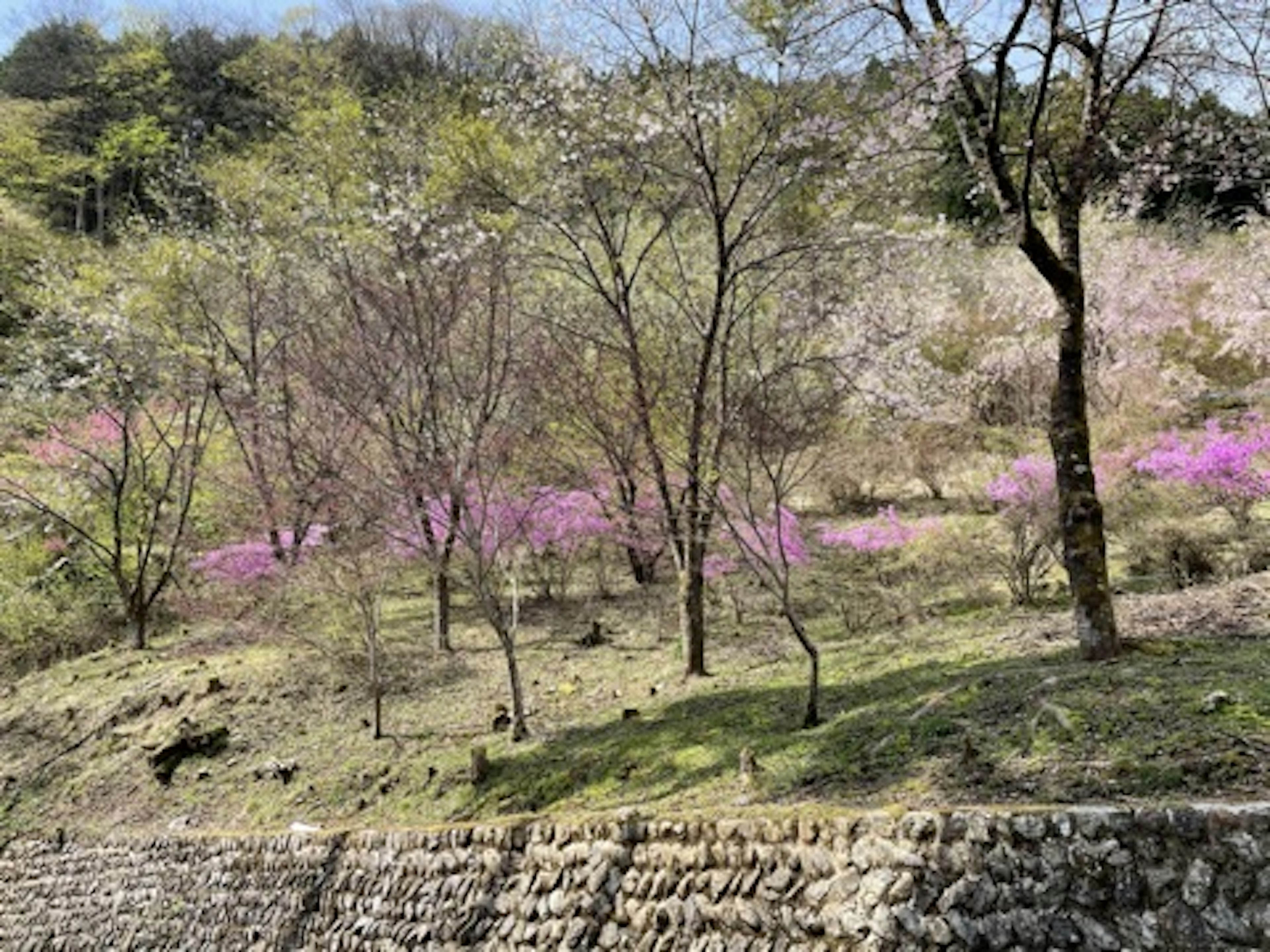 Landscape with blooming pink flowers on green hillside in spring