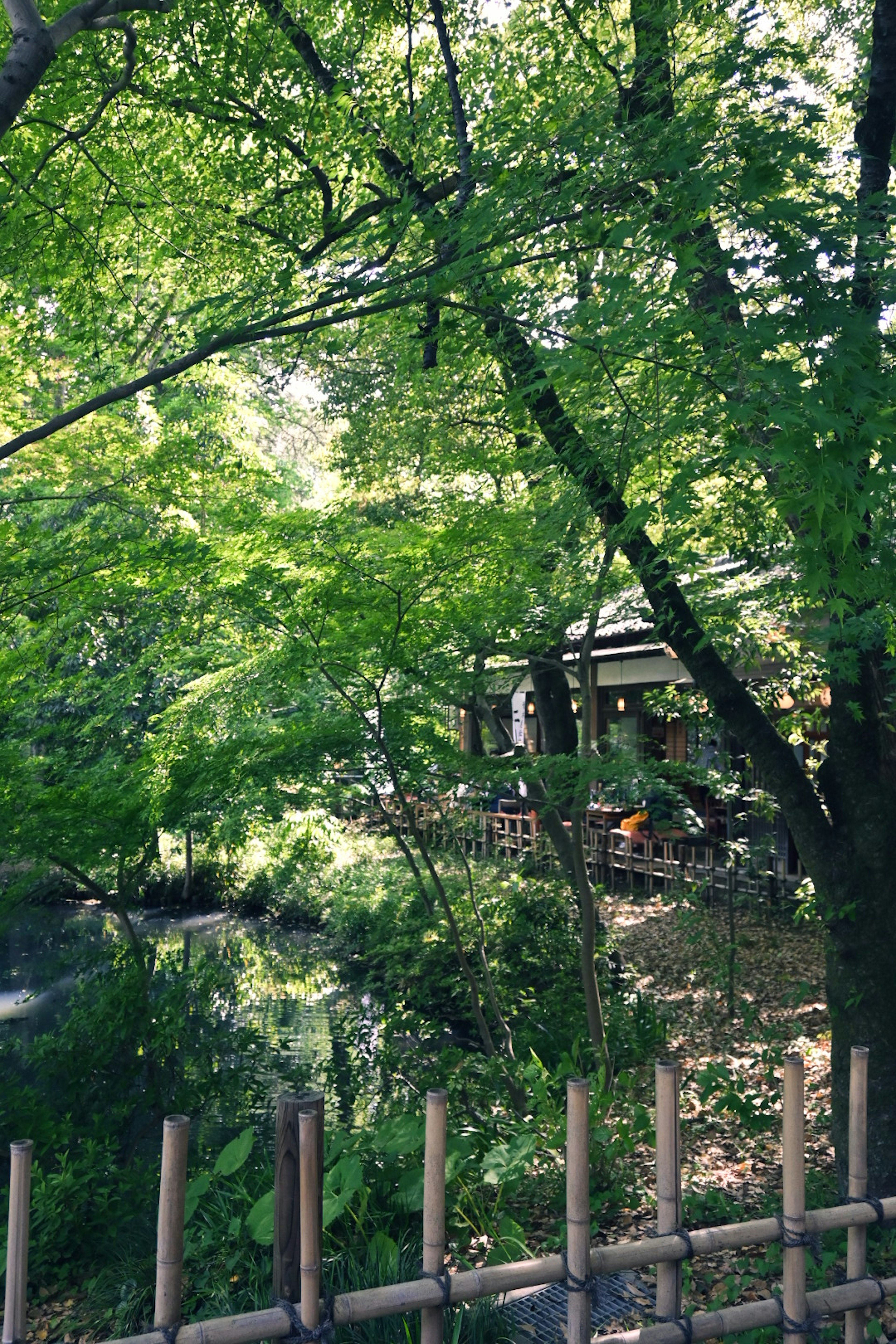 Vue pittoresque d'un cabanon entouré d'arbres verts luxuriants