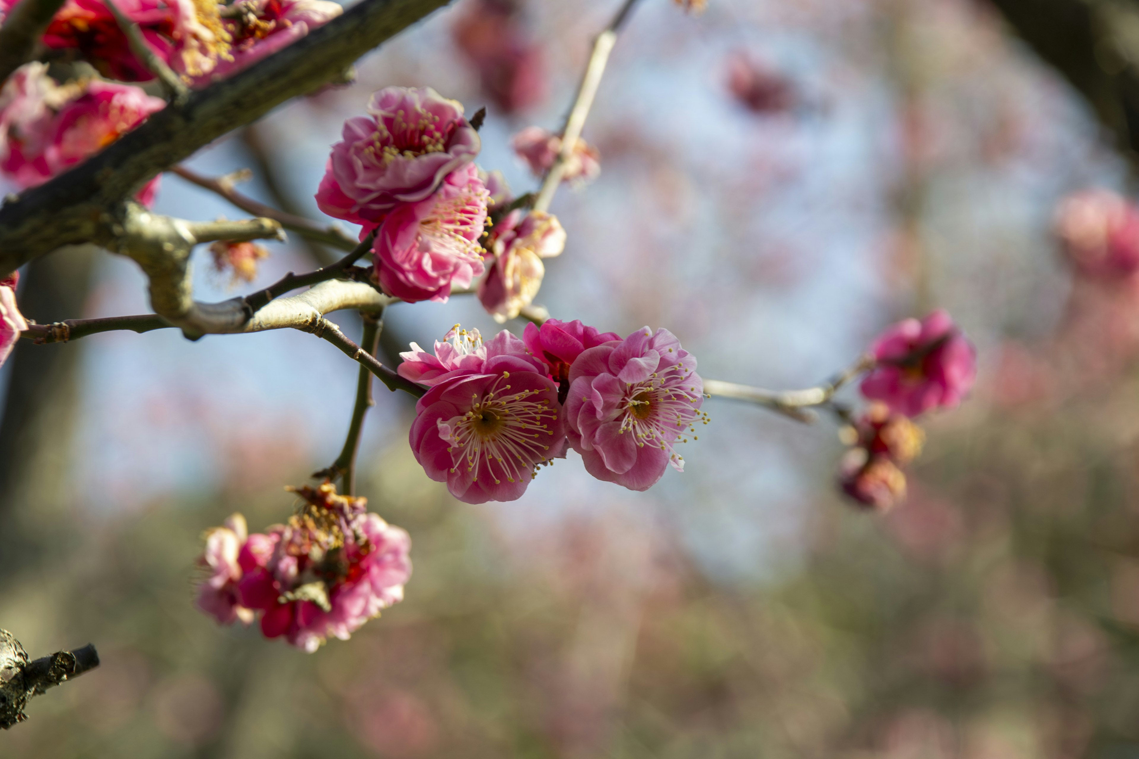 桜の花が咲いている枝のクローズアップ