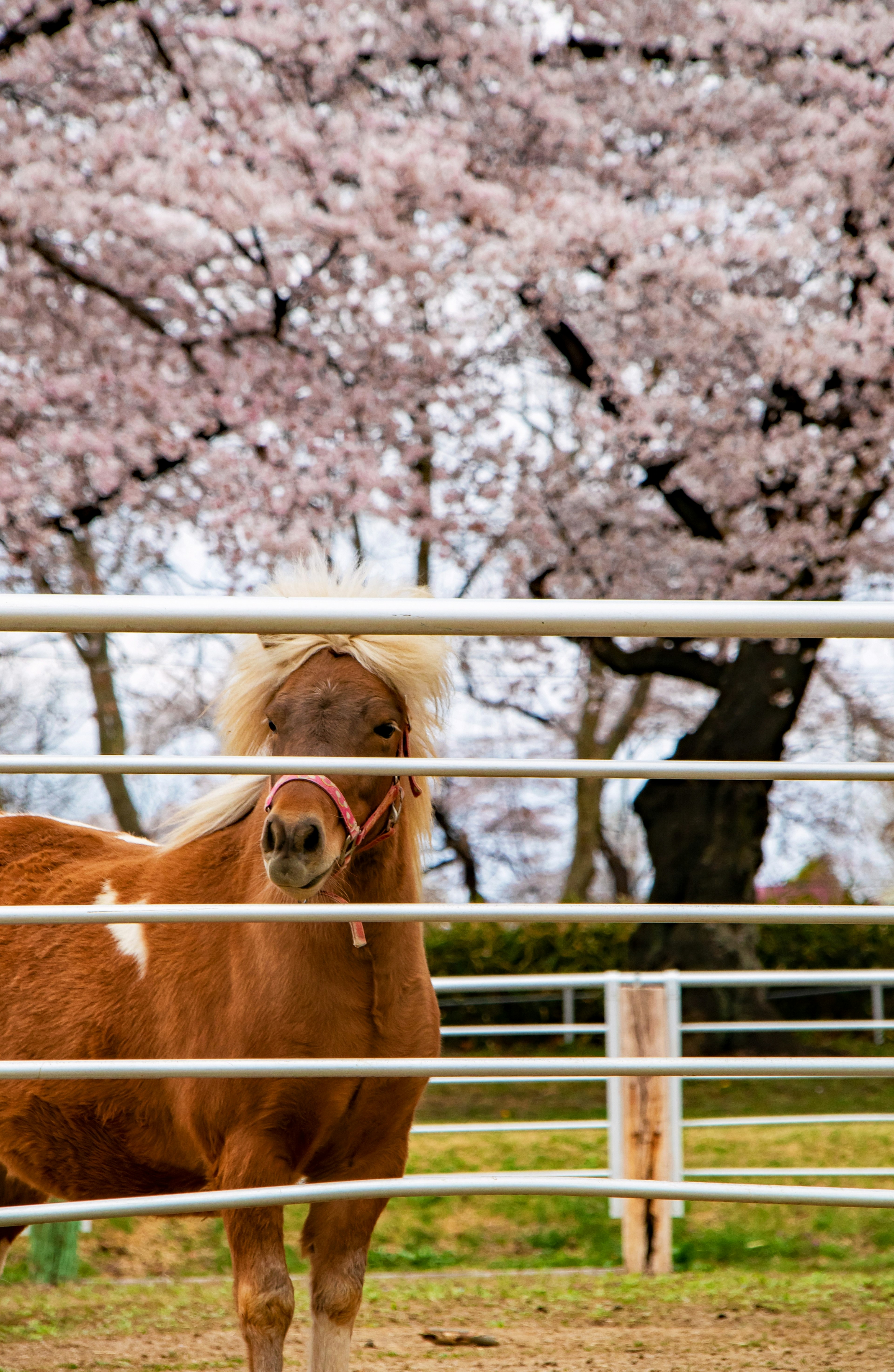 Un piccolo cavallo visibile dietro una recinzione con alberi di ciliegio in fiore sullo sfondo