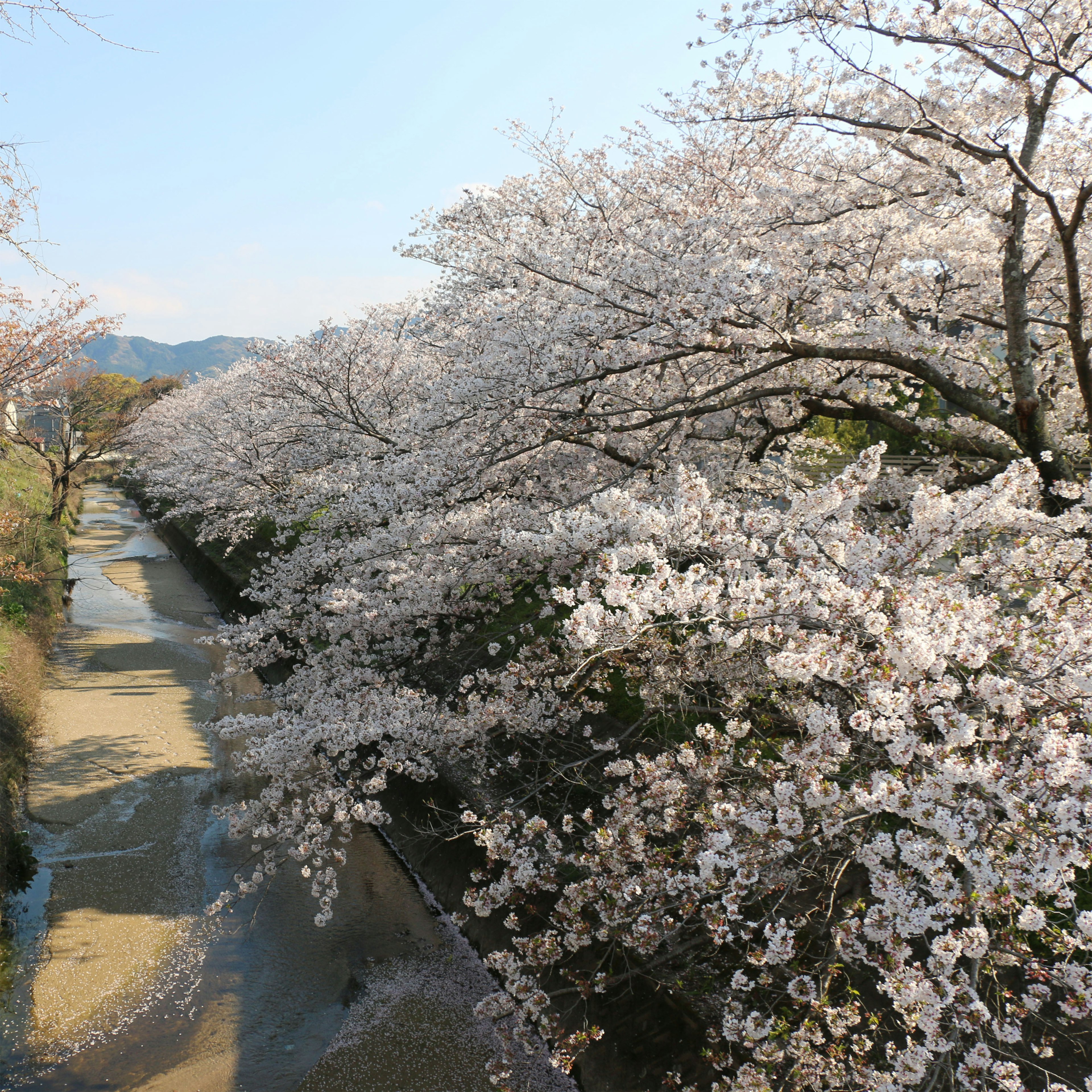 Pemandangan indah pohon sakura di sepanjang sungai