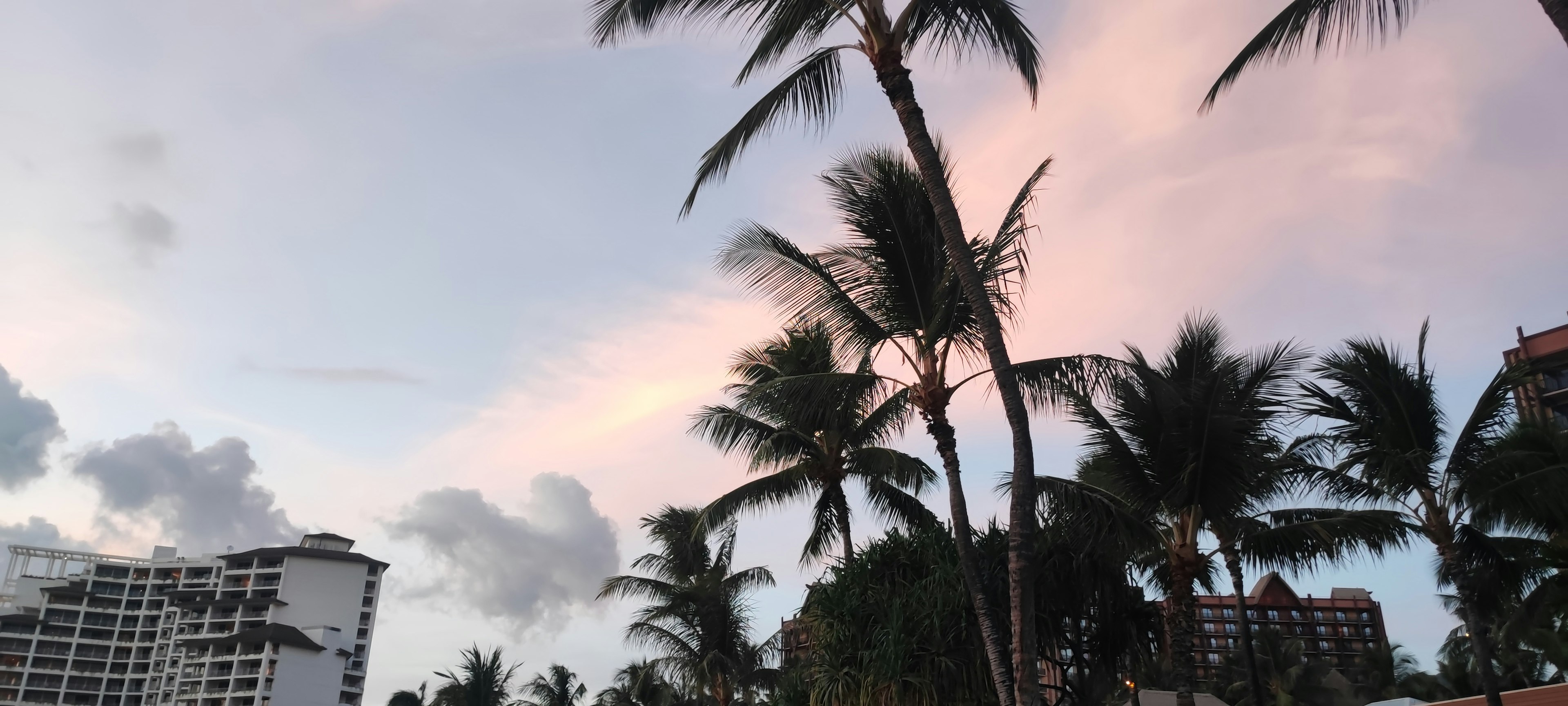 Langit senja yang indah dengan siluet pohon palem