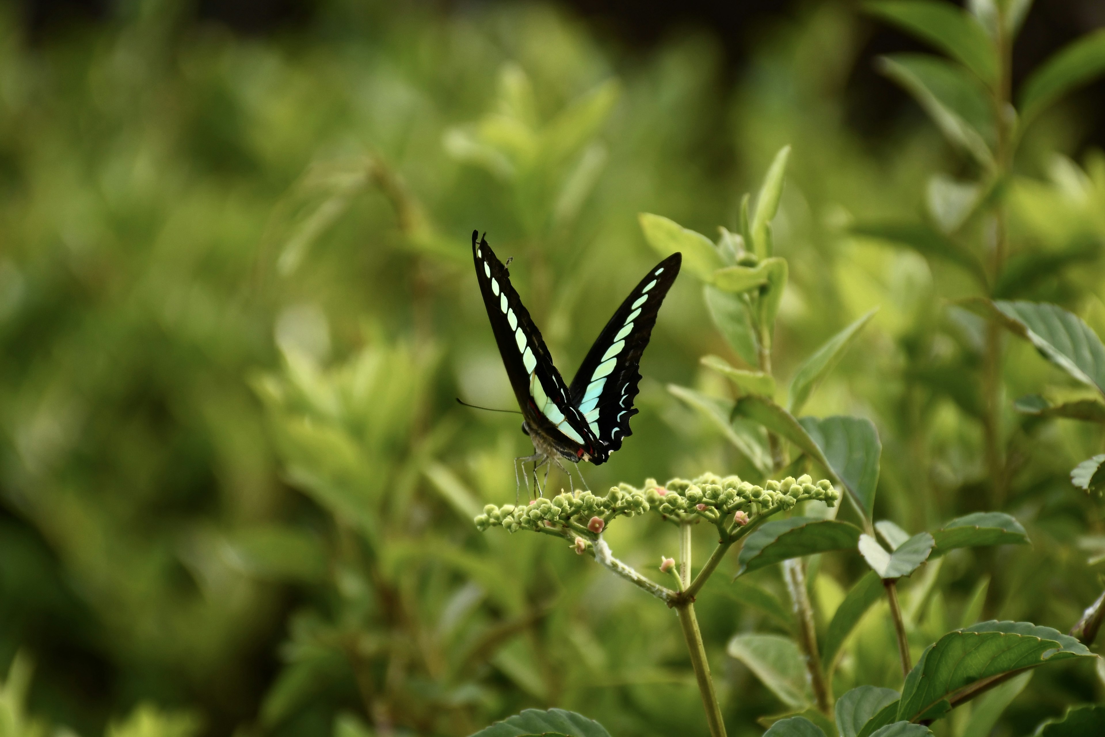 Una farfalla blu posata su foglie verdi