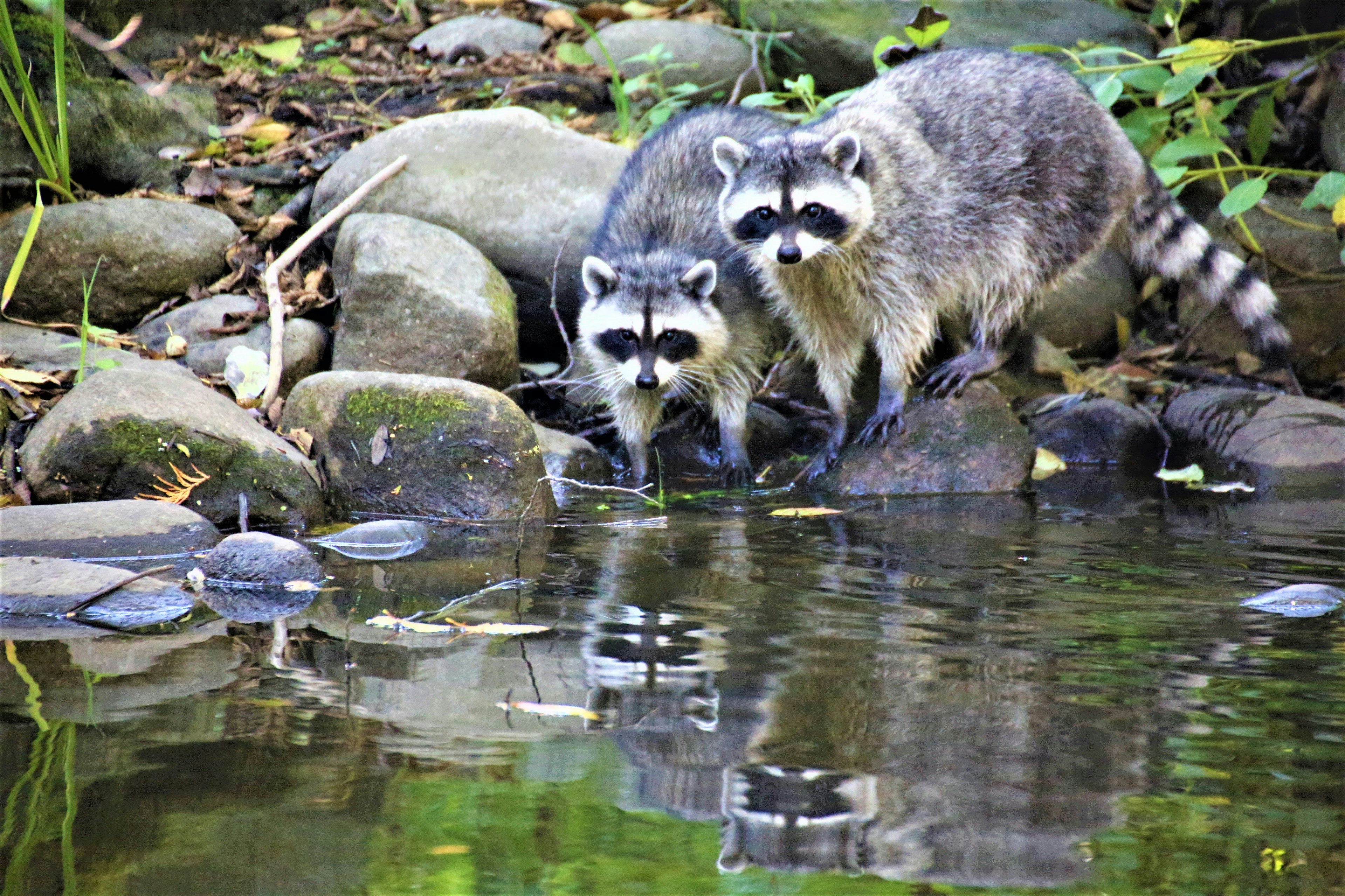 Two raccoons standing on rocks near the water