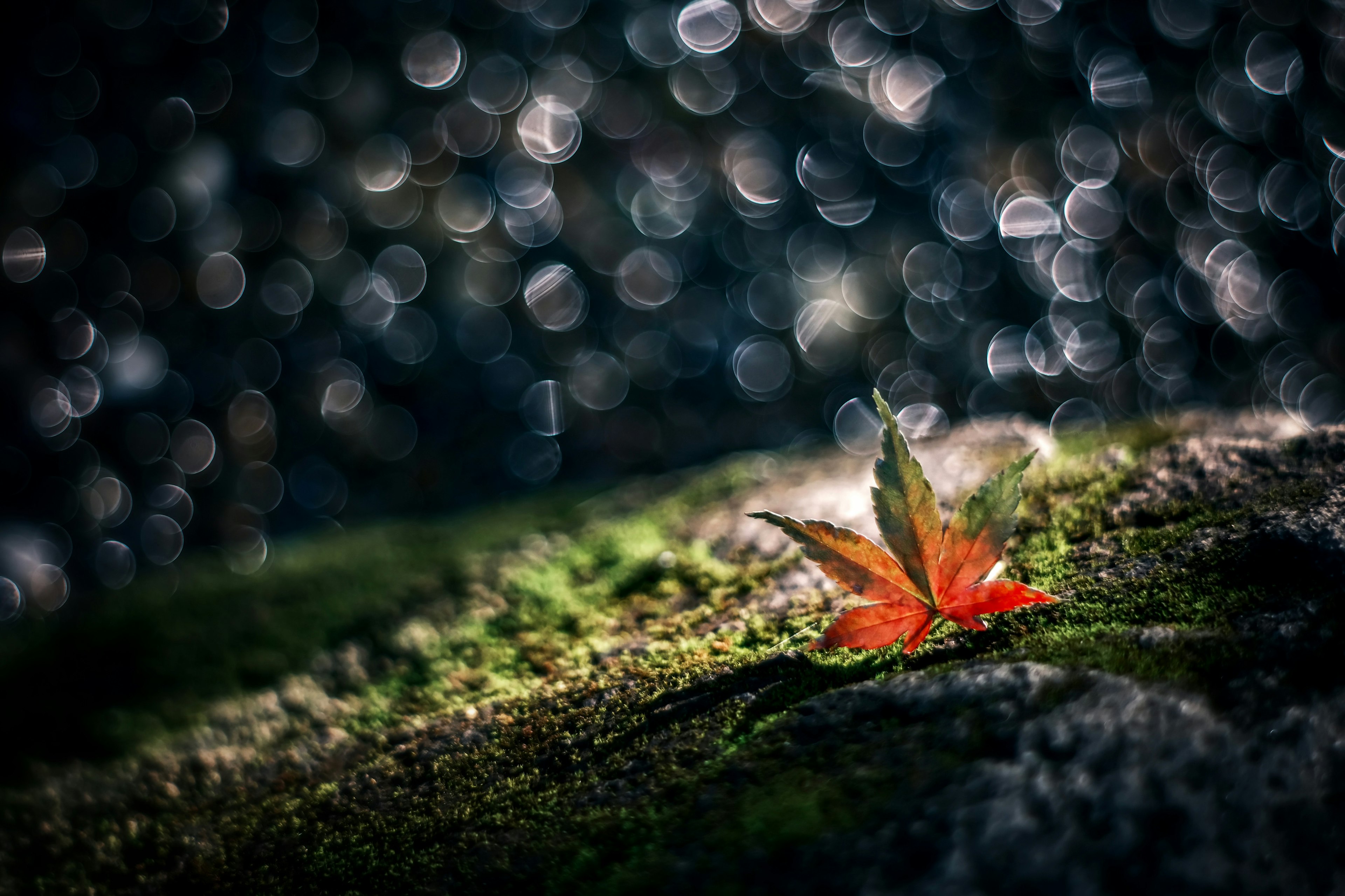 緑の苔の上に落ちた赤い葉が、背景のぼかしと光の点で引き立っています