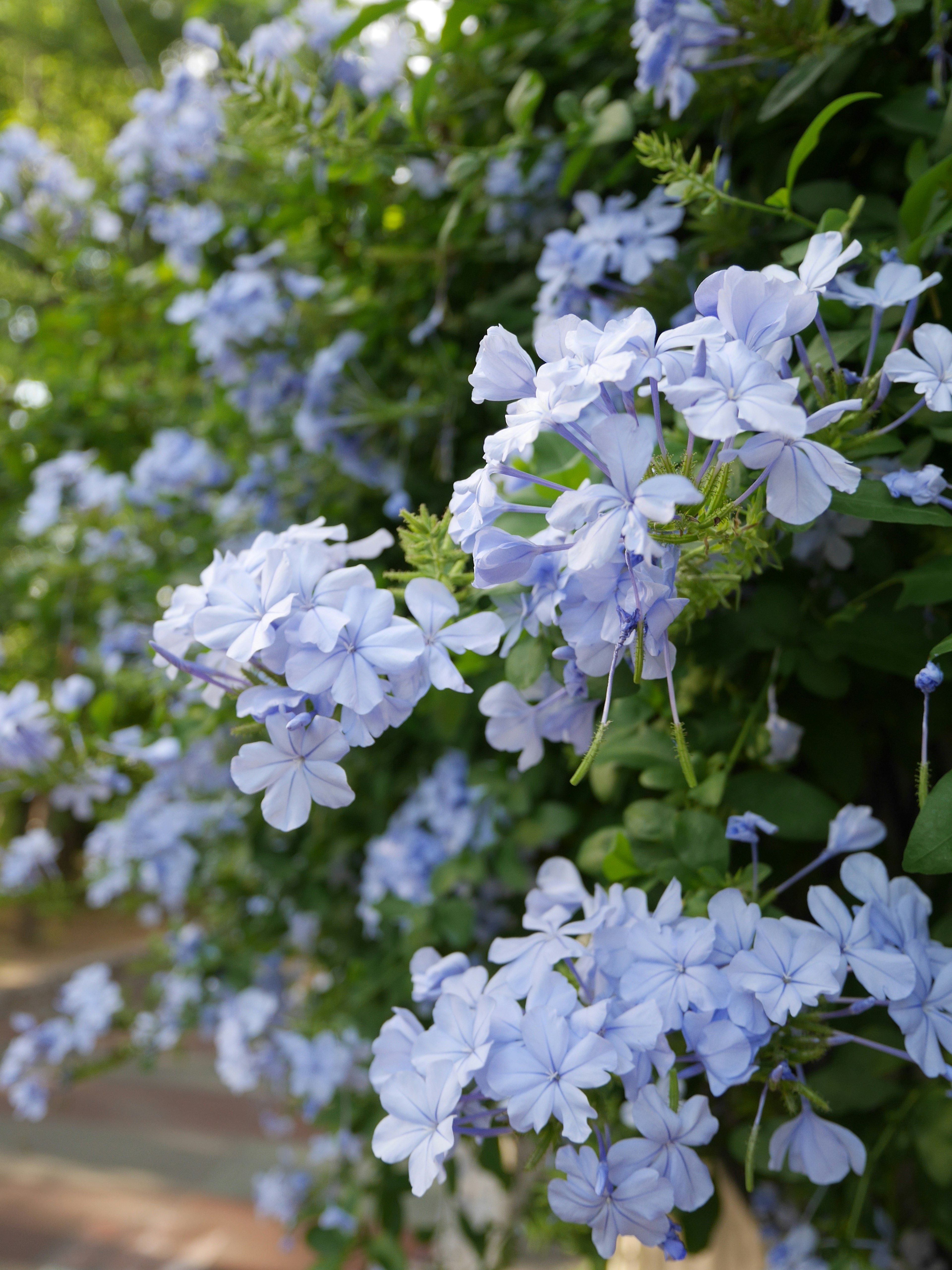 Acercamiento a plantas con flores azules