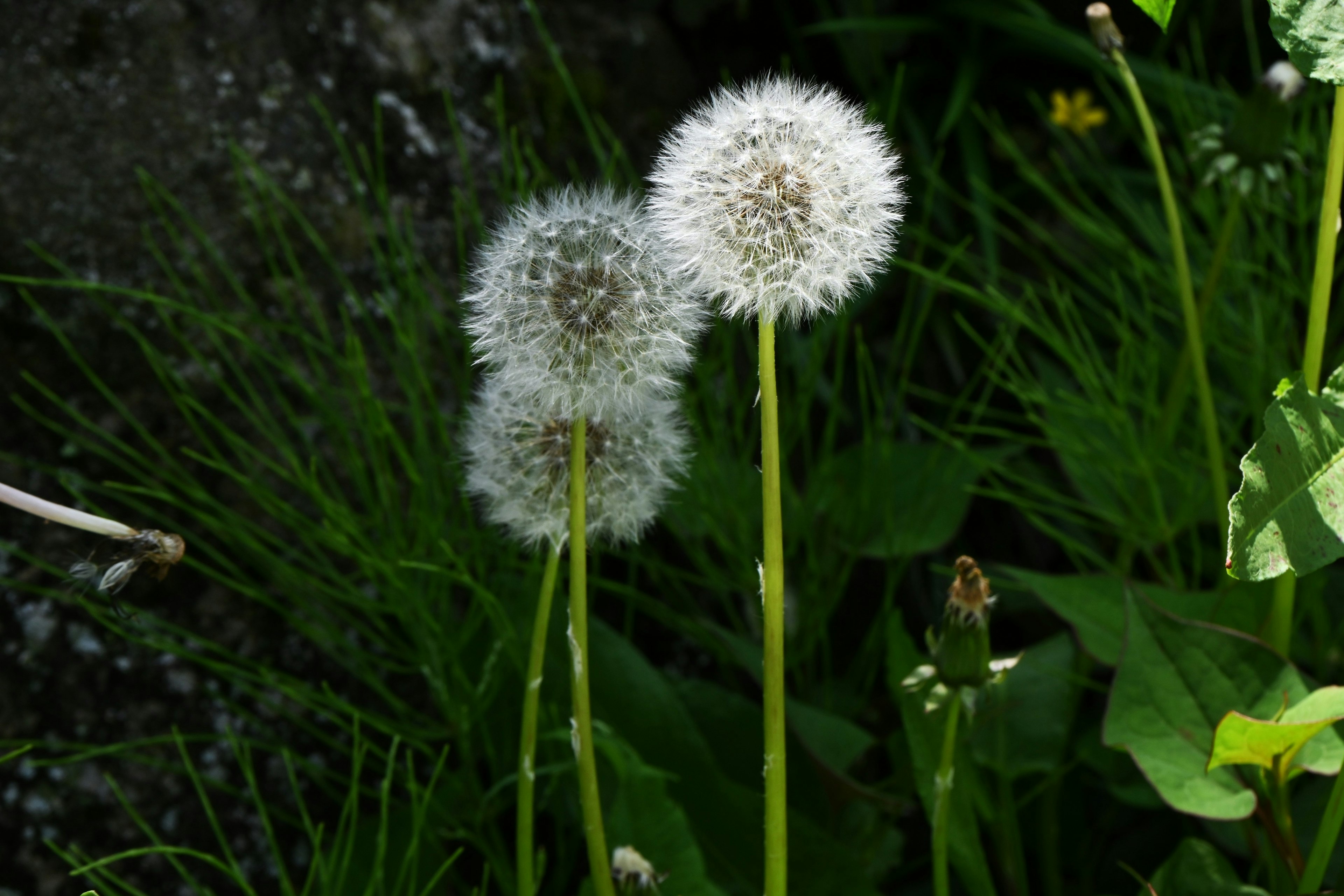 Zwei weiße Löwenzahnblüten stehen inmitten von grünem Gras