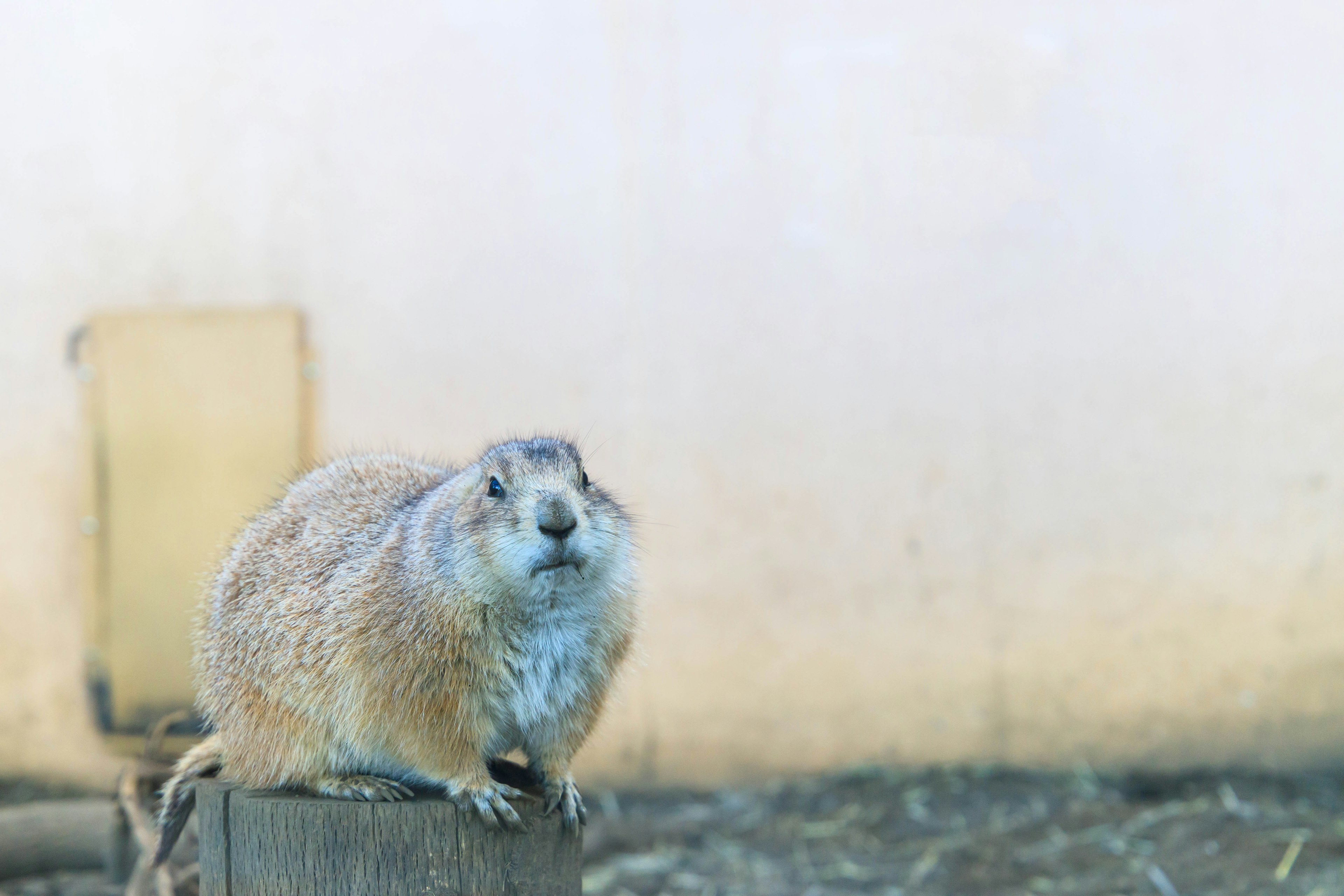 Marmota sentada en un tocón de madera con un fondo neutro