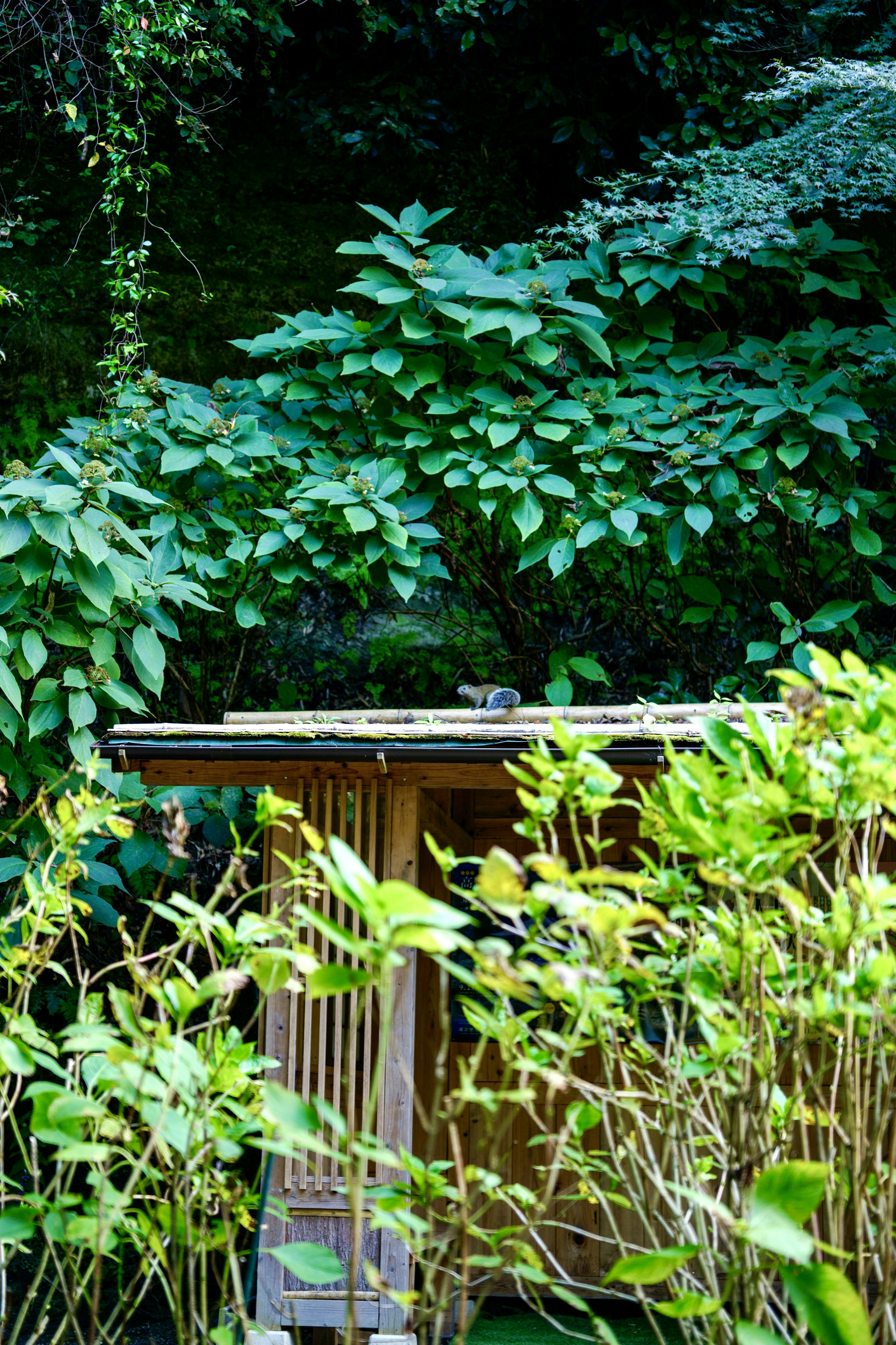 Scène d'un petit abri entouré de feuillage vert luxuriant