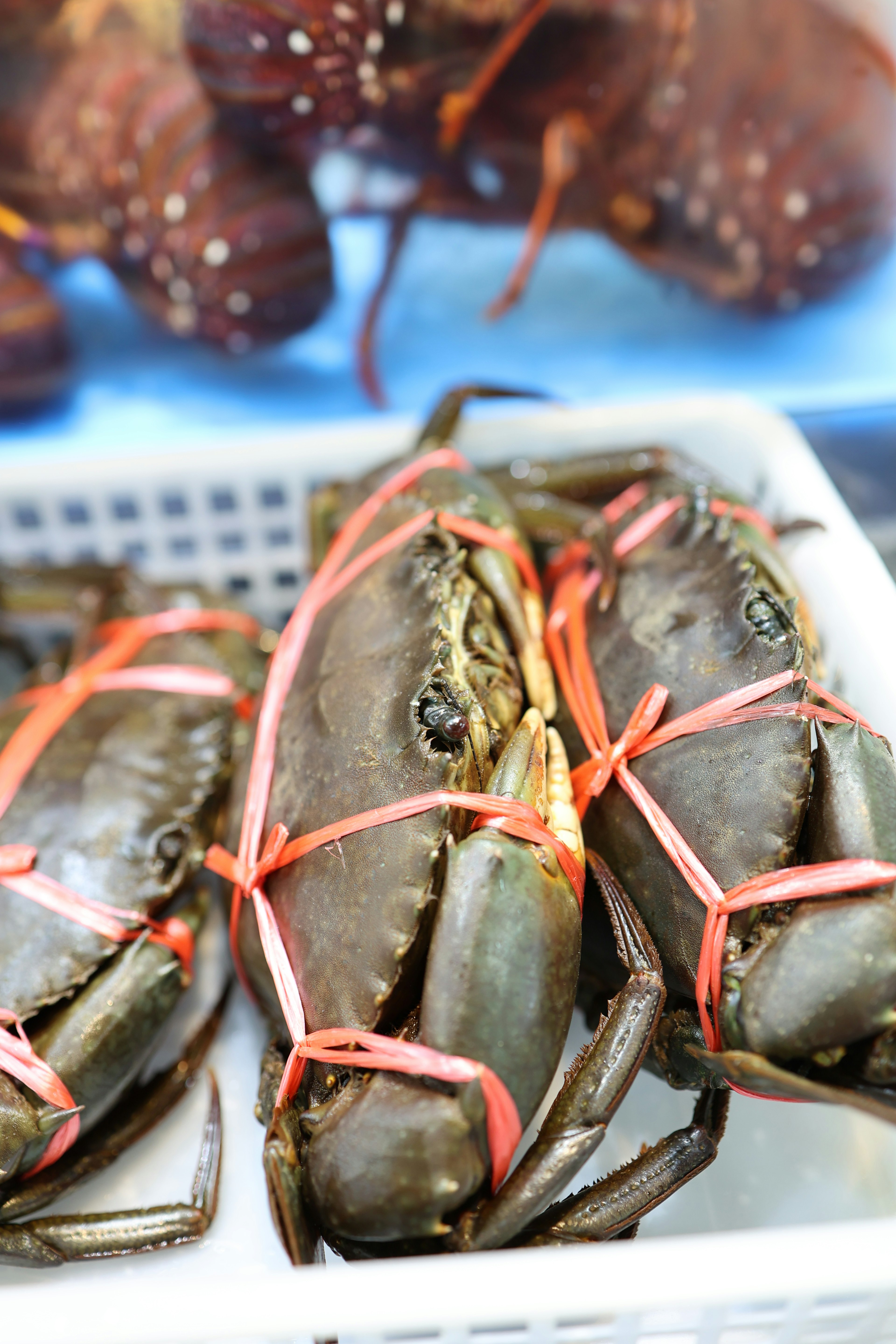 Fresh crabs tied with red rubber bands displayed in a market