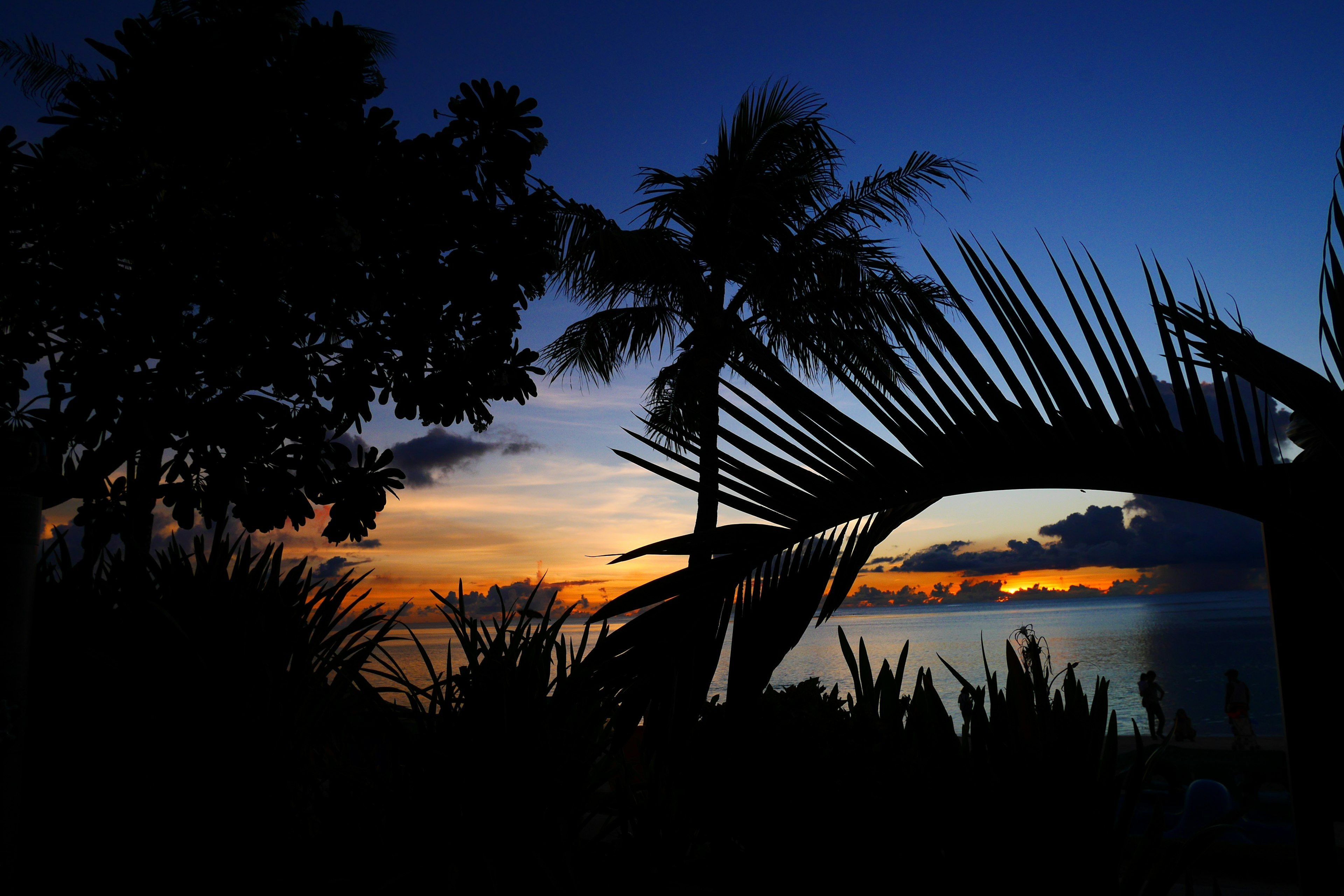 Silhouette de palmiers contre un coucher de soleil sur l'océan