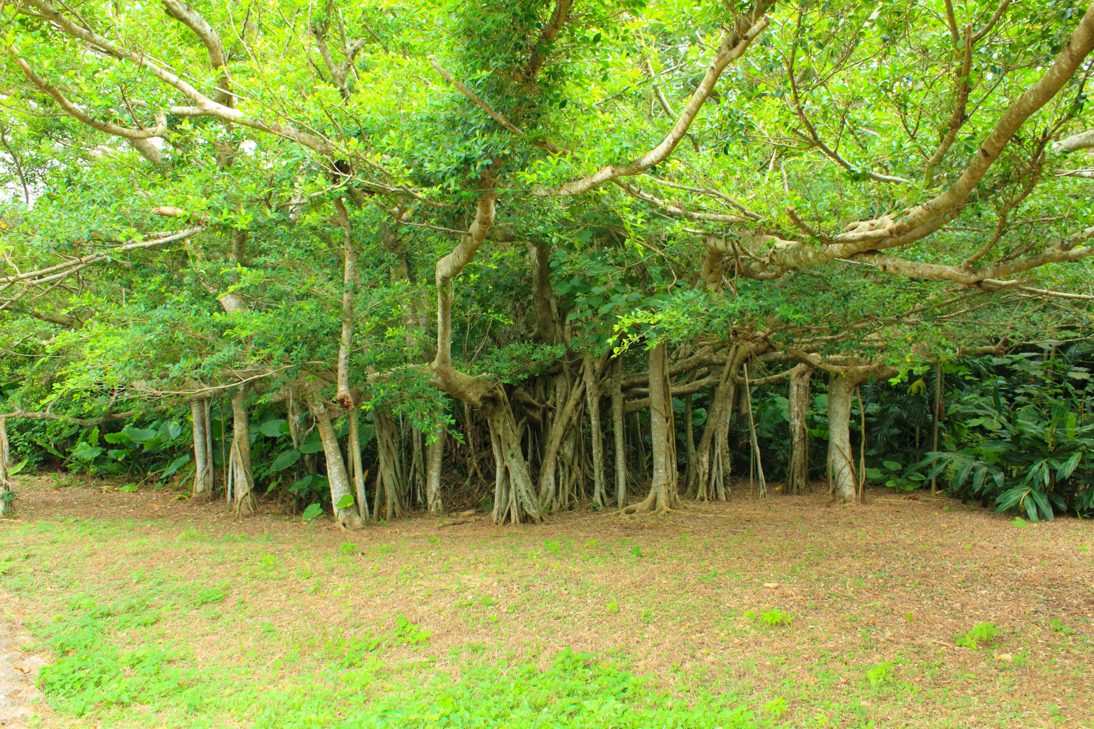 Des arbres verts luxuriants entourent une zone spacieuse avec des racines exposées de grands arbres